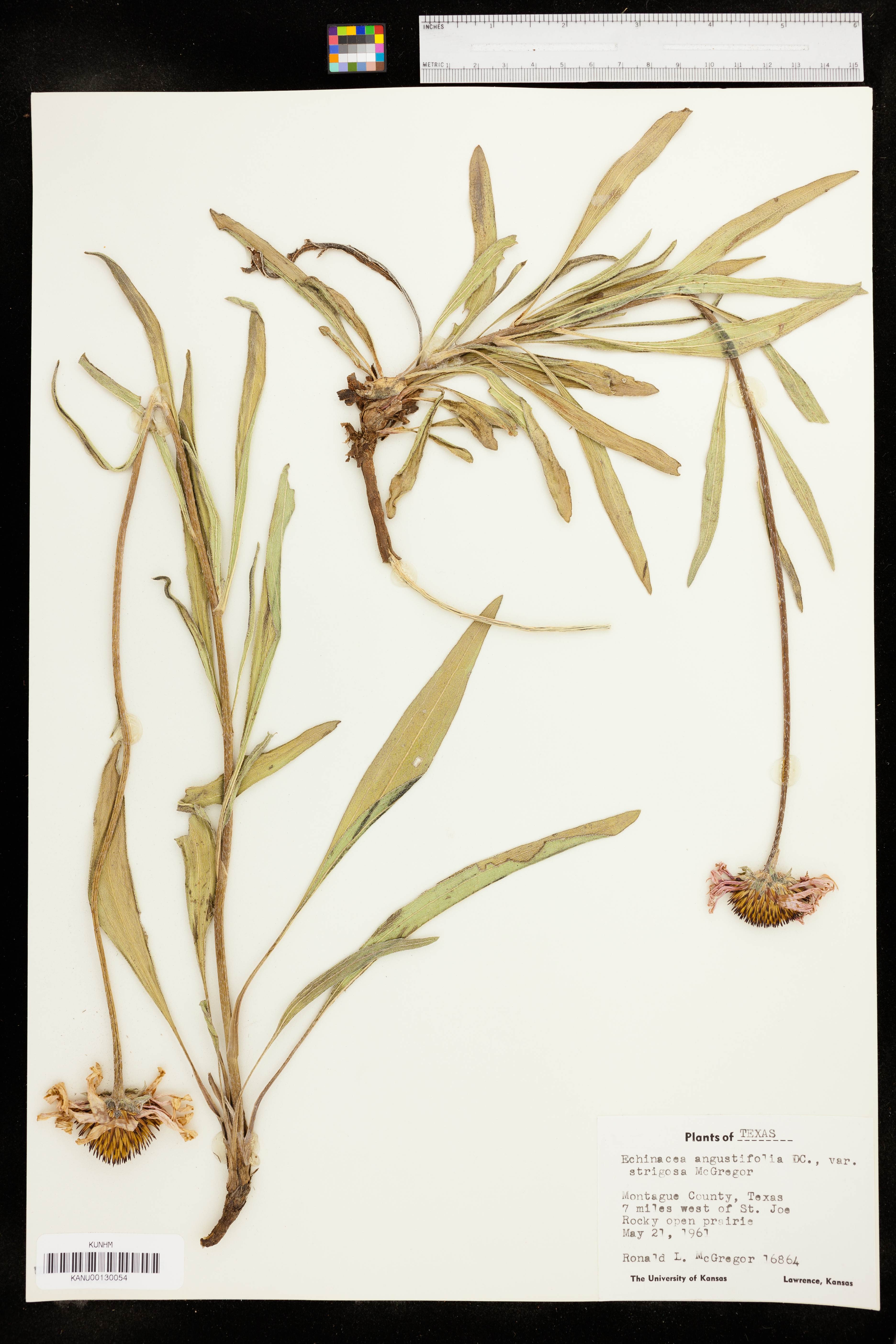 Echinacea angustifolia var. strigosa image