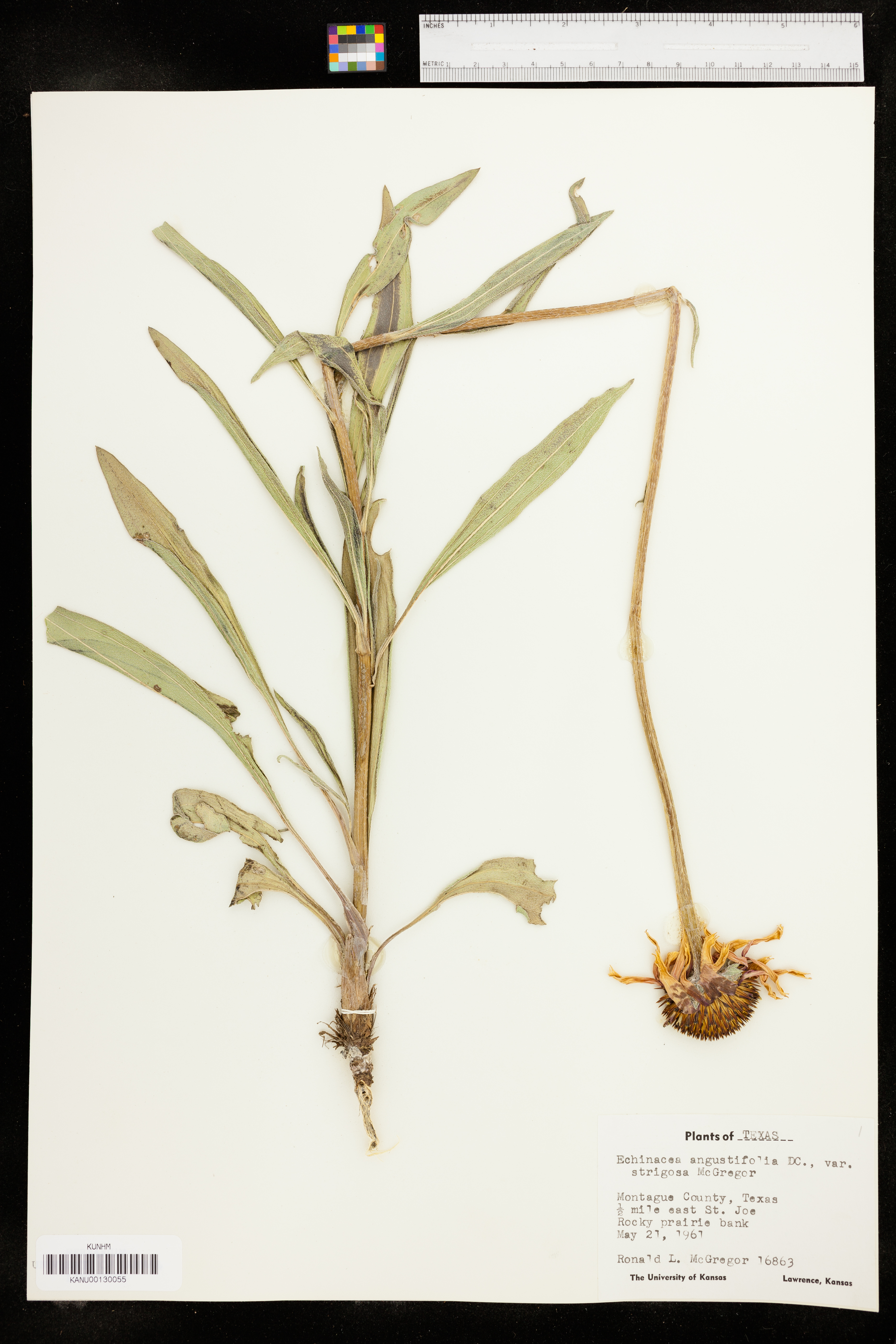 Echinacea angustifolia var. strigosa image