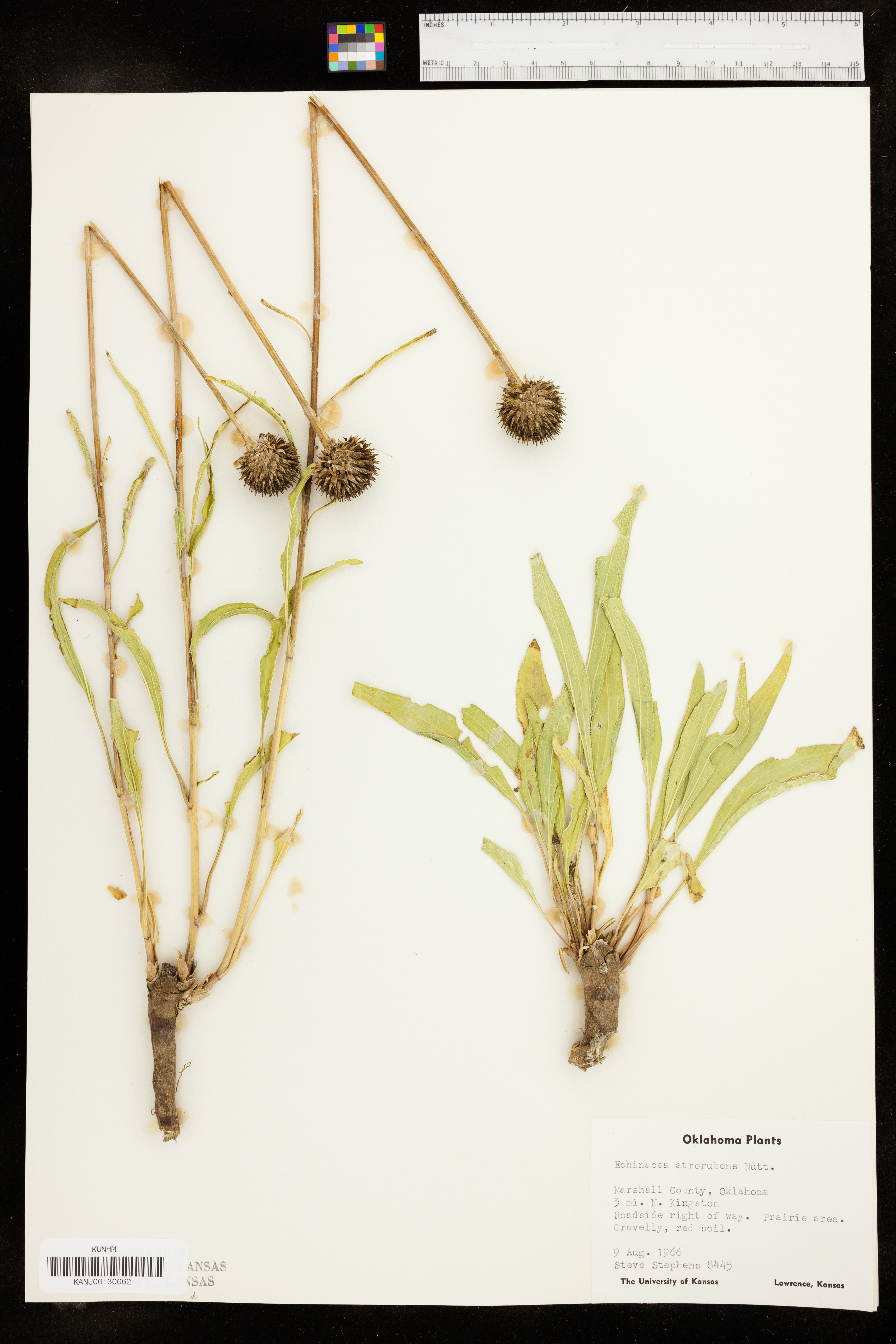 Echinacea atrorubens image