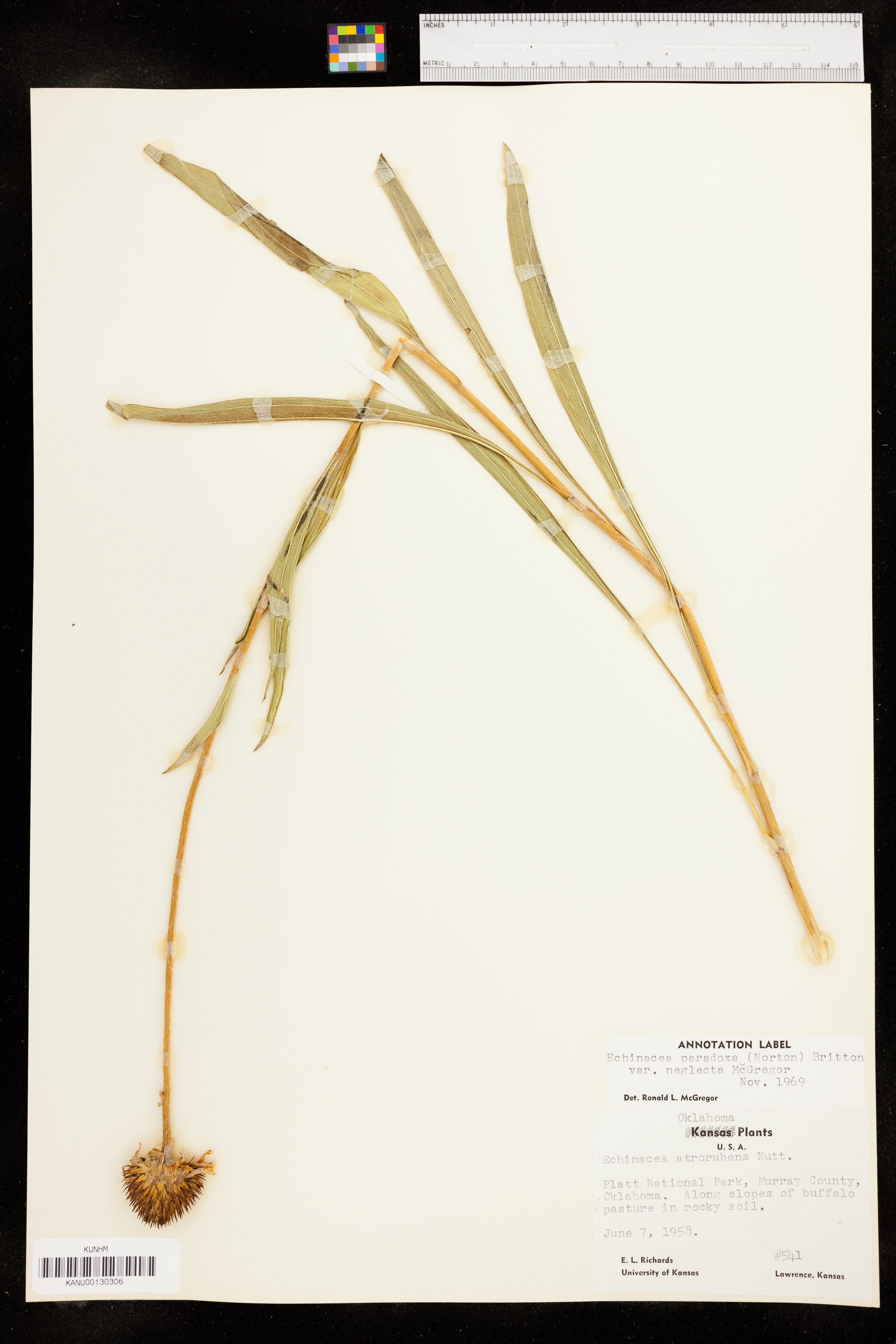 Echinacea paradoxa image