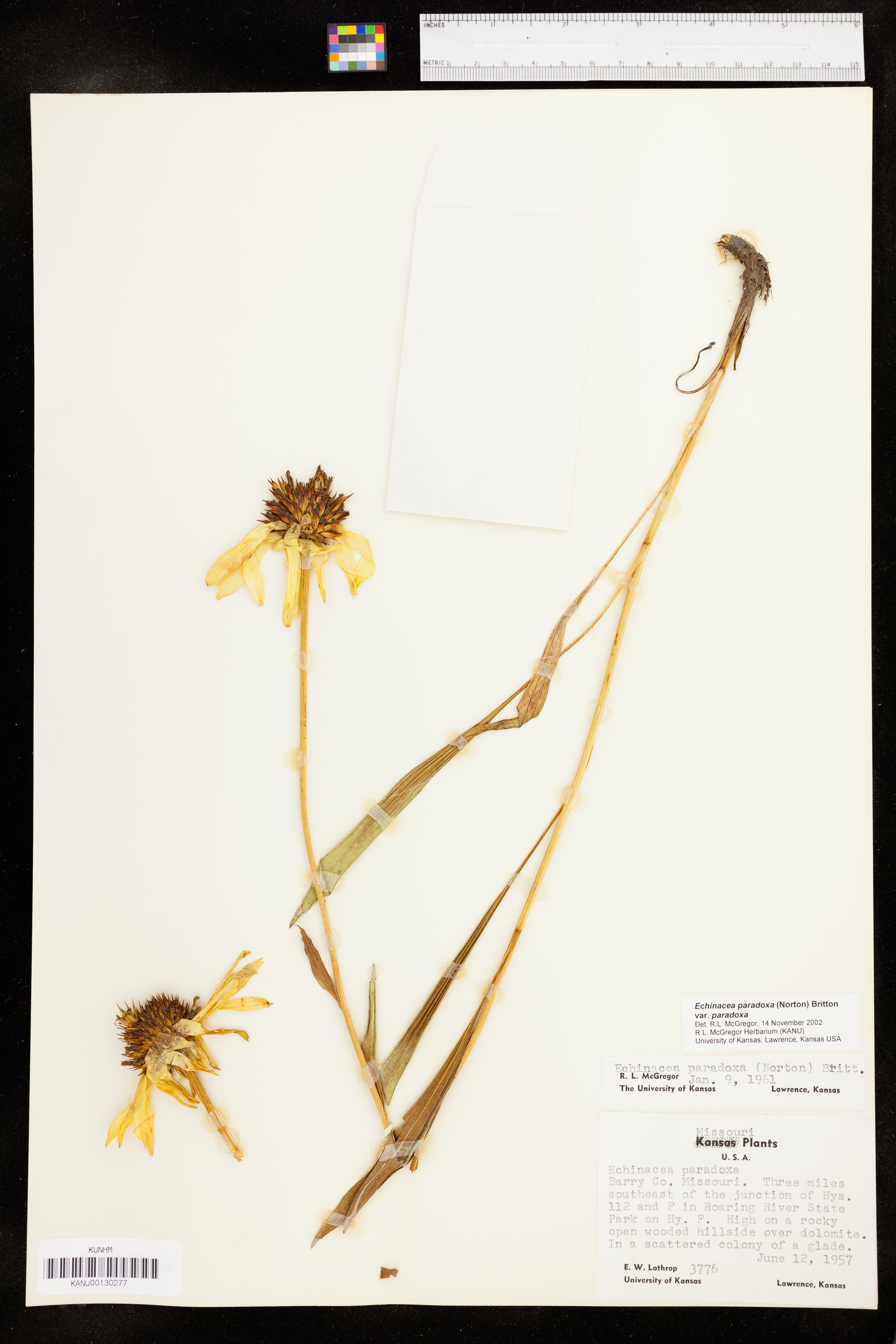 Echinacea paradoxa image