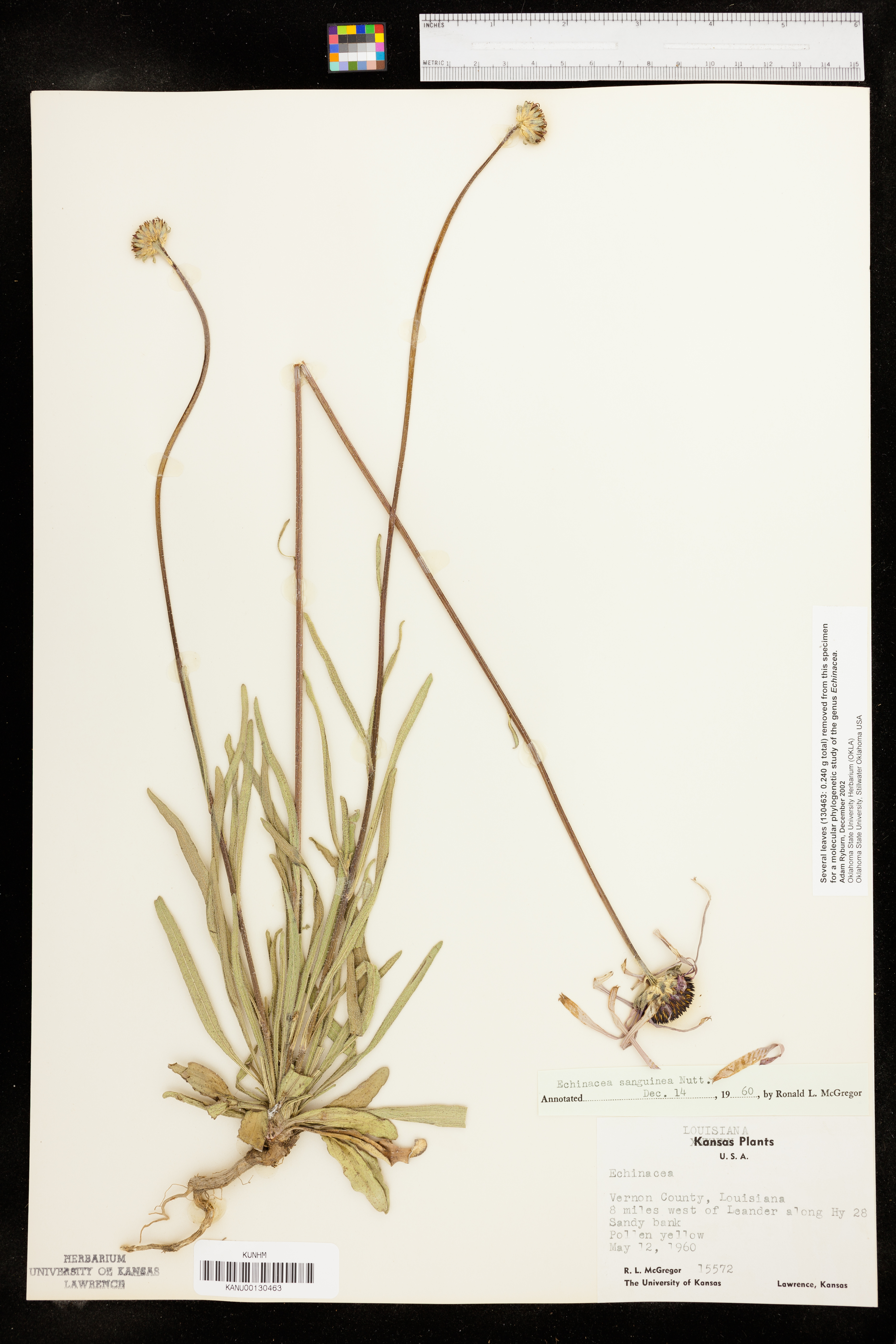 Echinacea sanguinea image