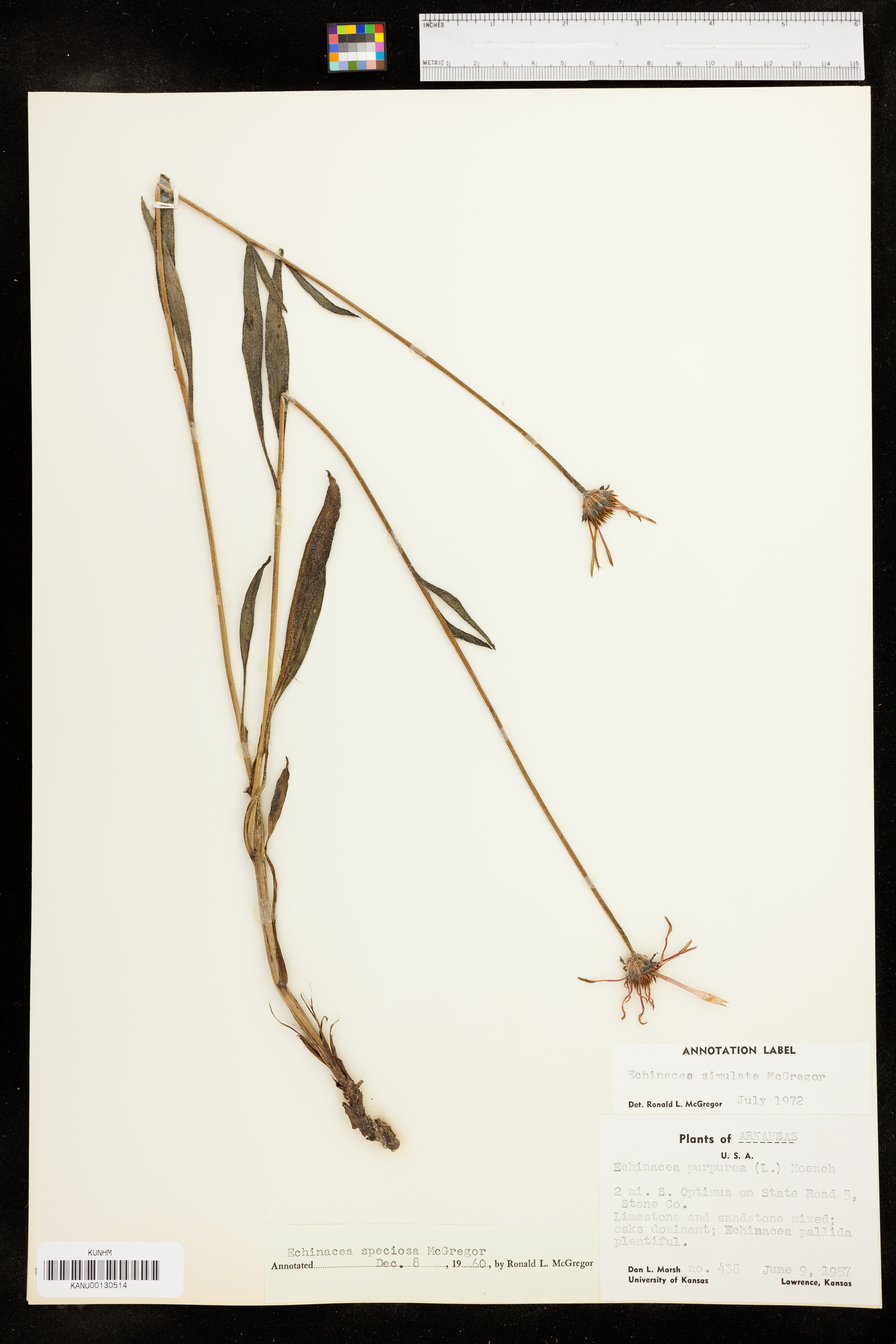 Echinacea simulata image