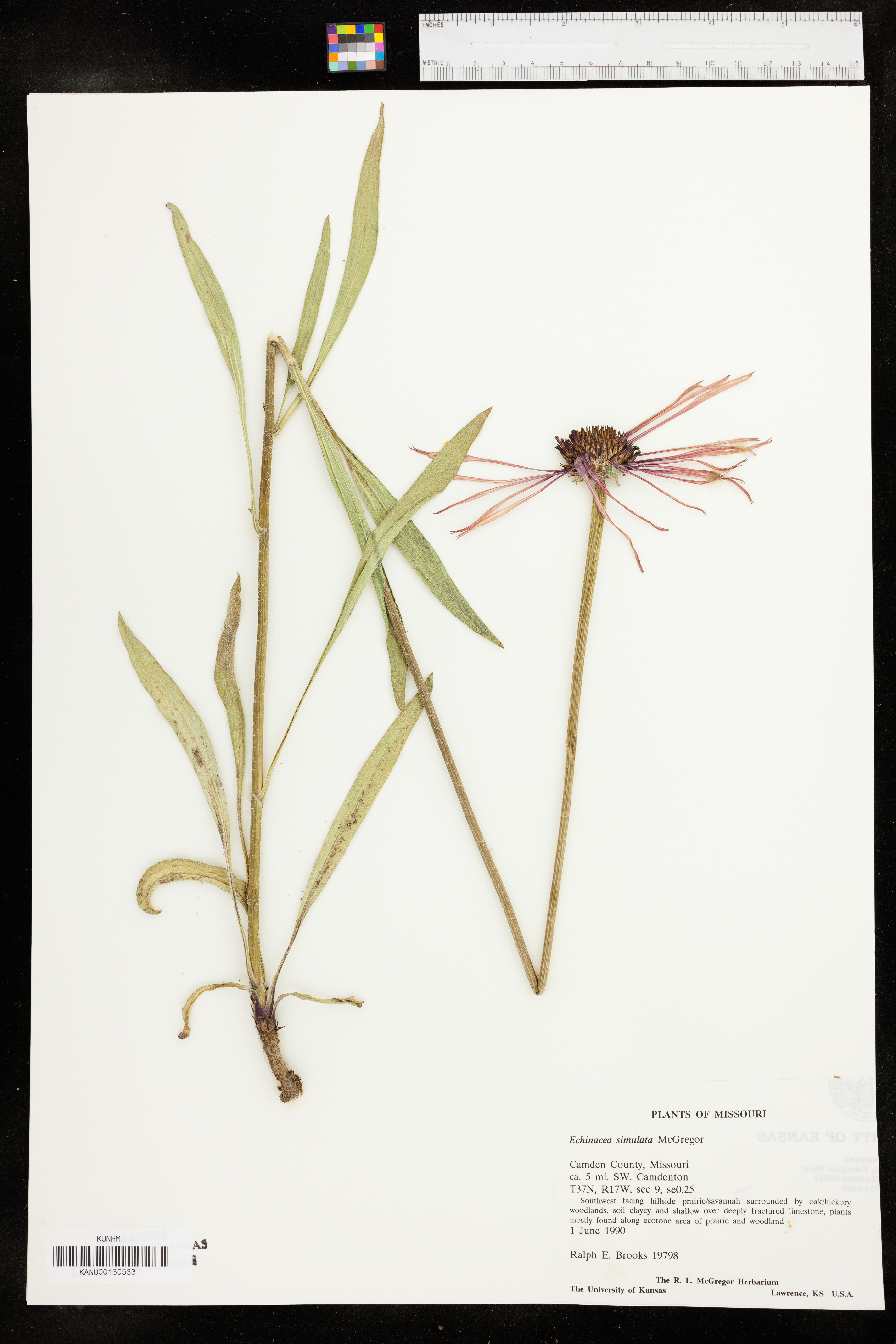 Echinacea simulata image