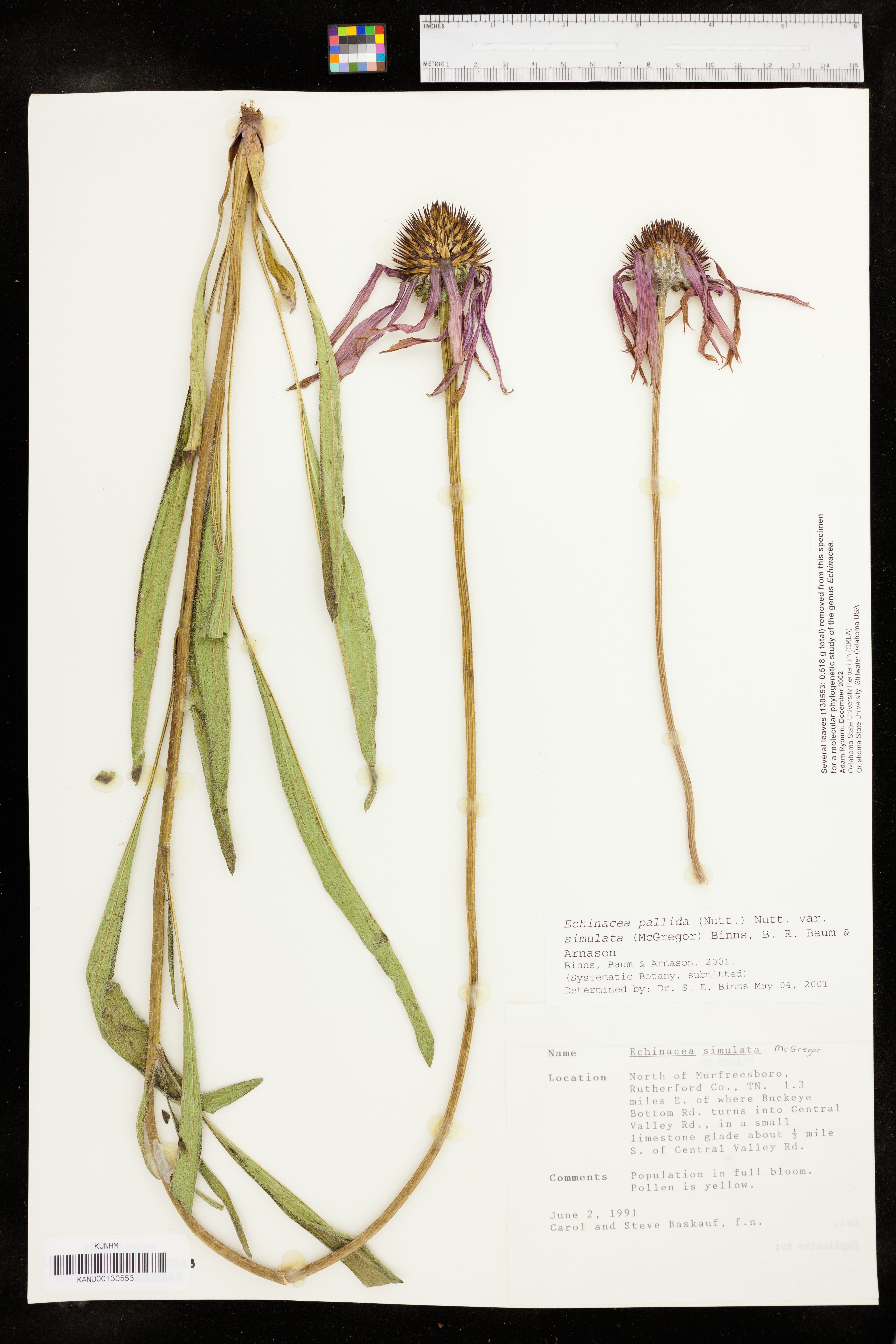 Echinacea simulata image