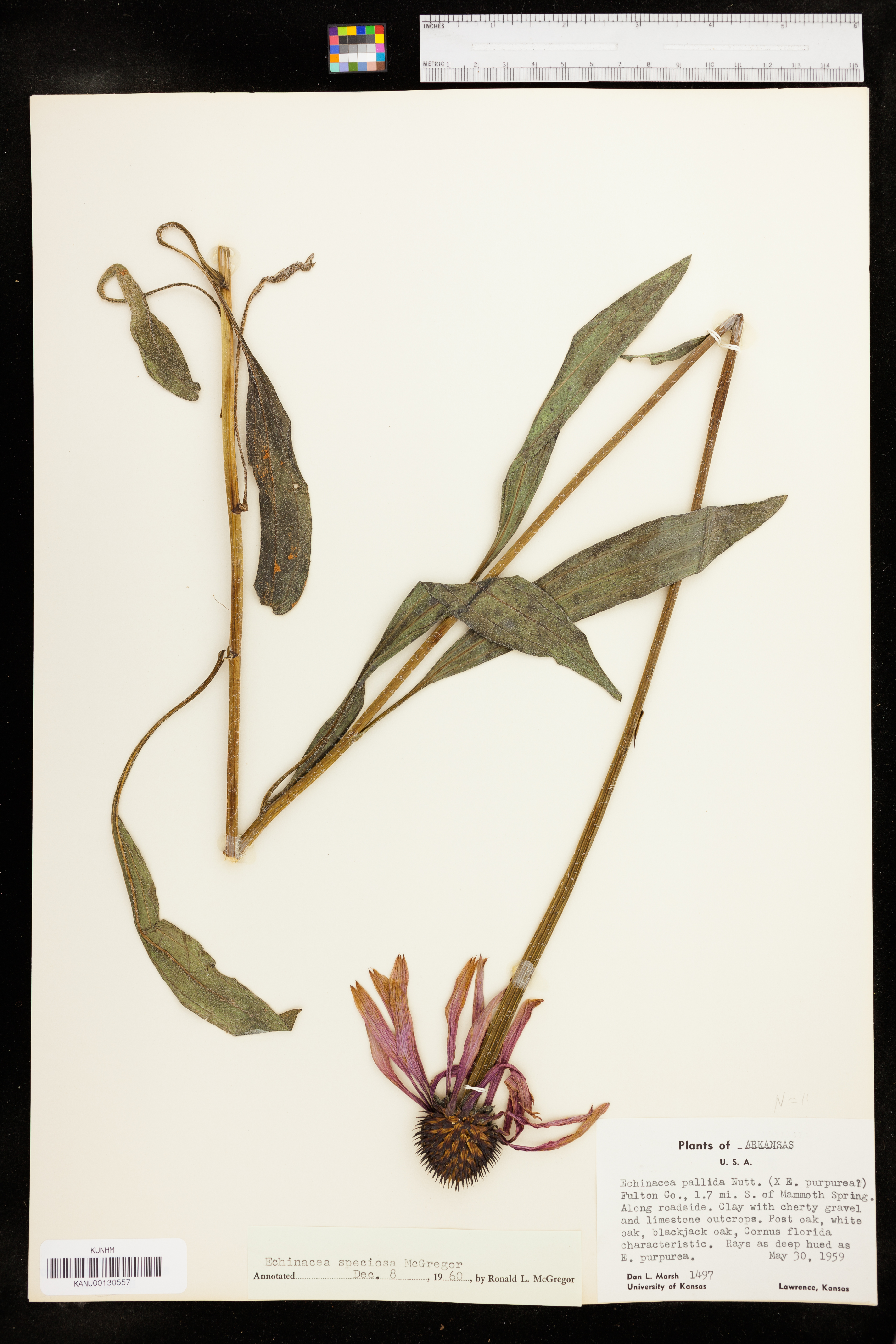 Echinacea simulata image