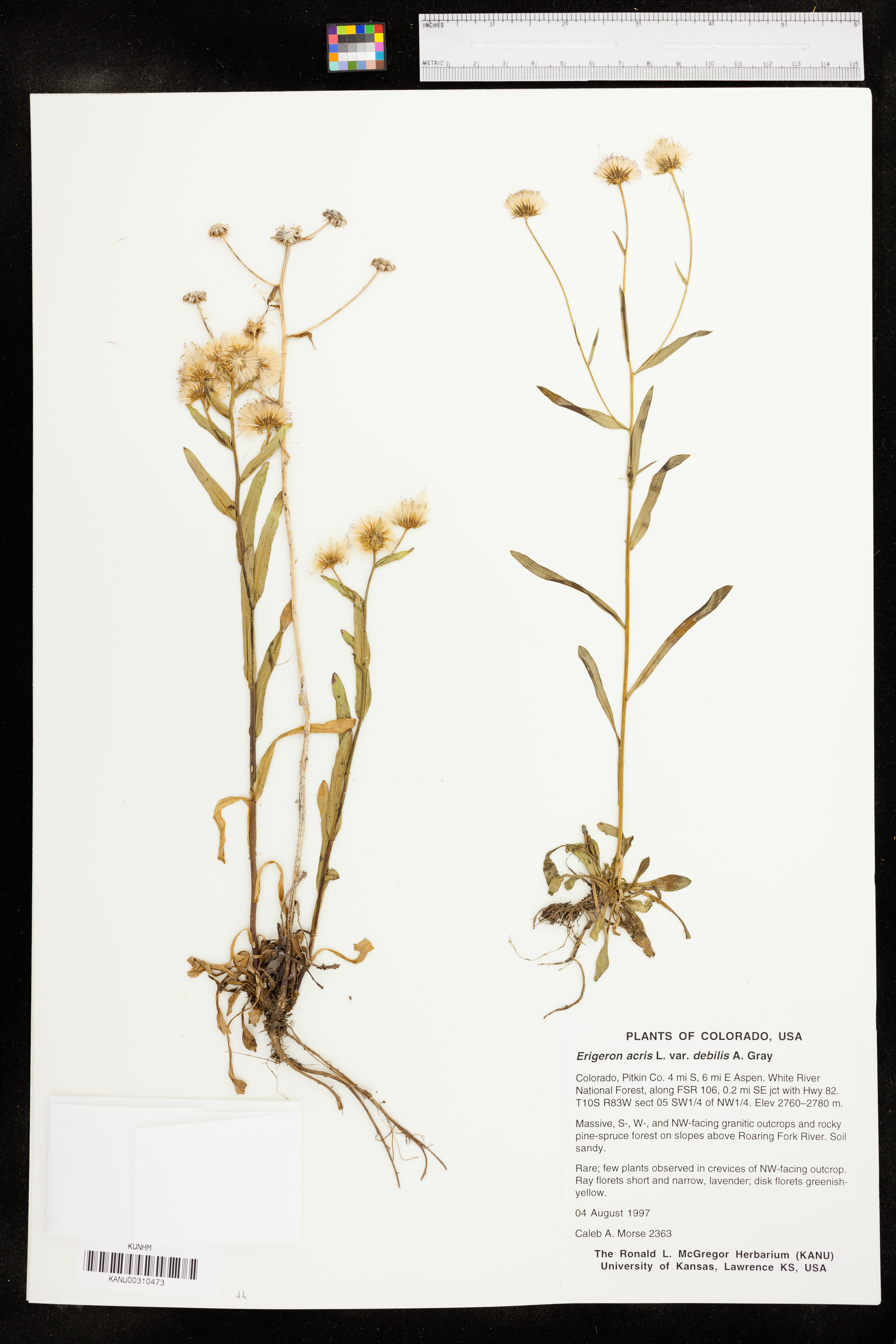 Trimorpha acris var. debilis image