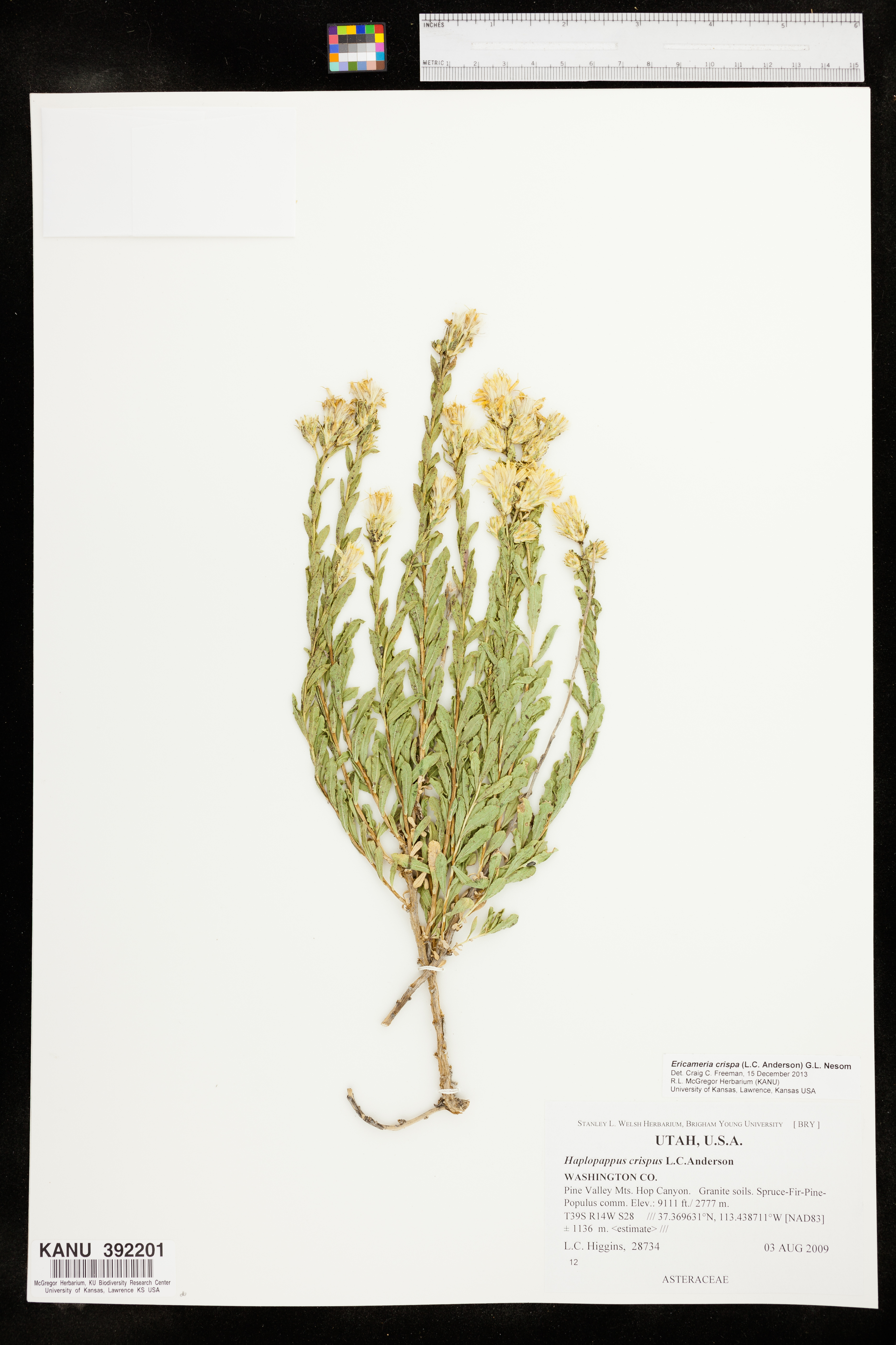 Ericameria crispa image