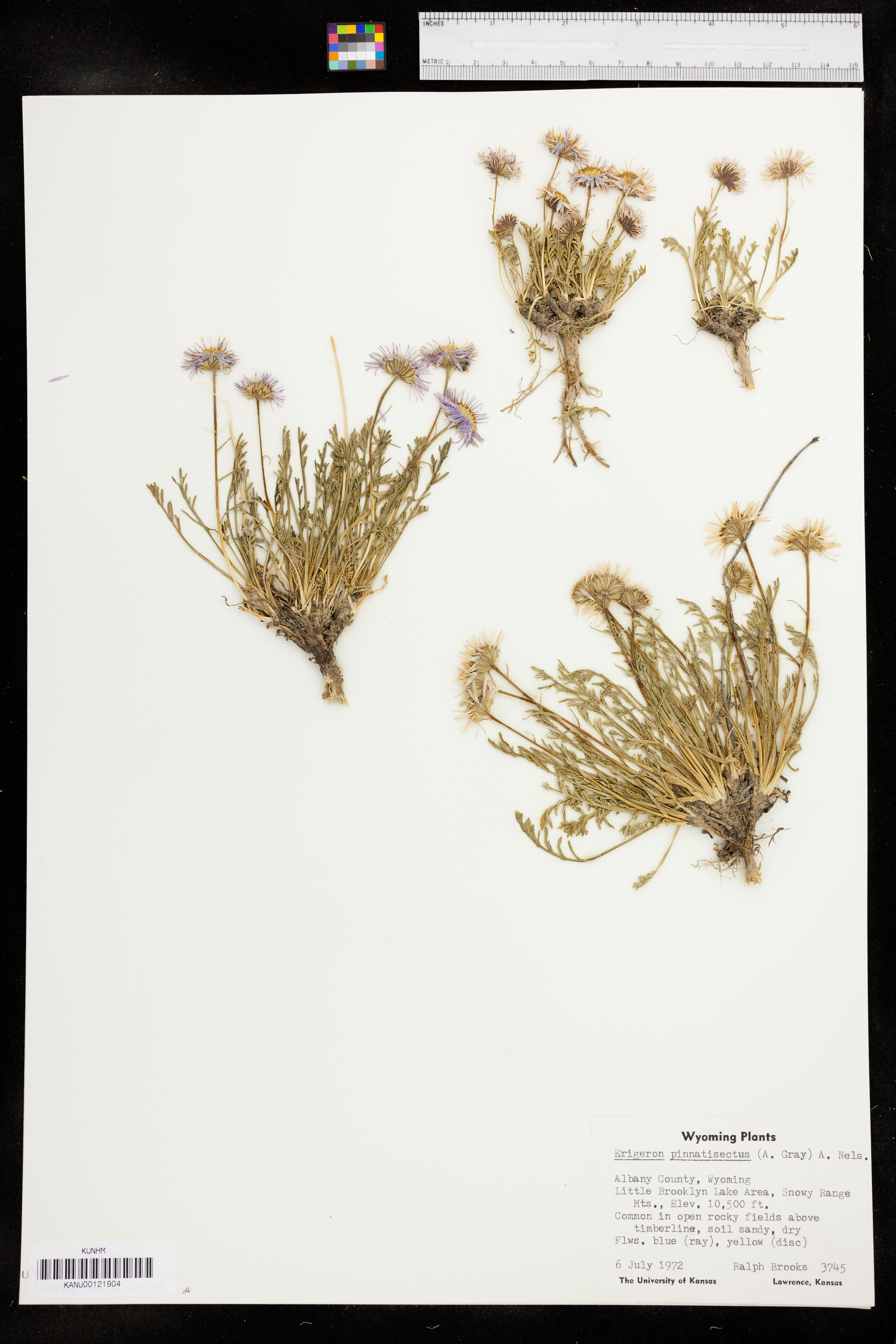 Erigeron pinnatisectus image