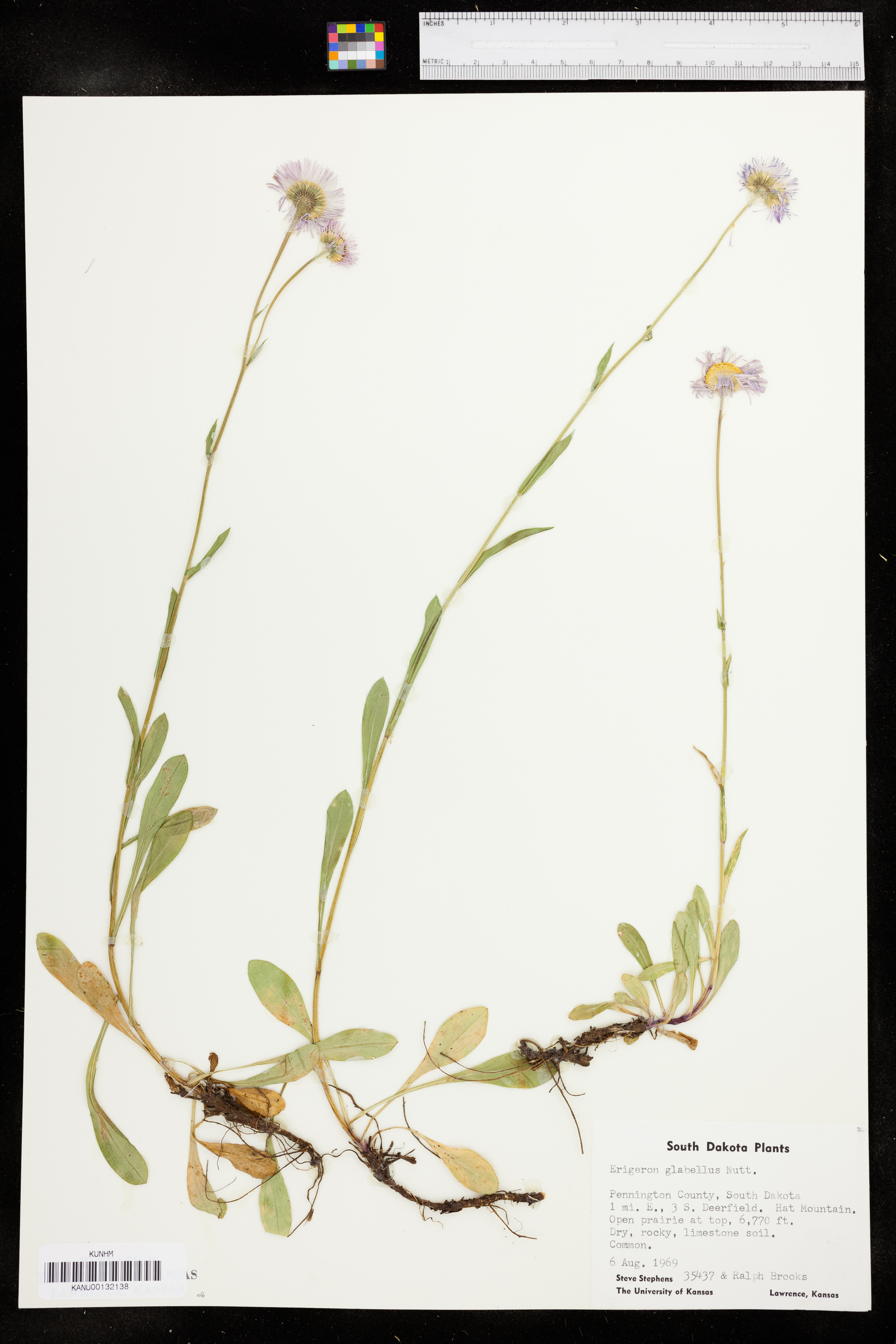Erigeron glabellus var. pubescens image