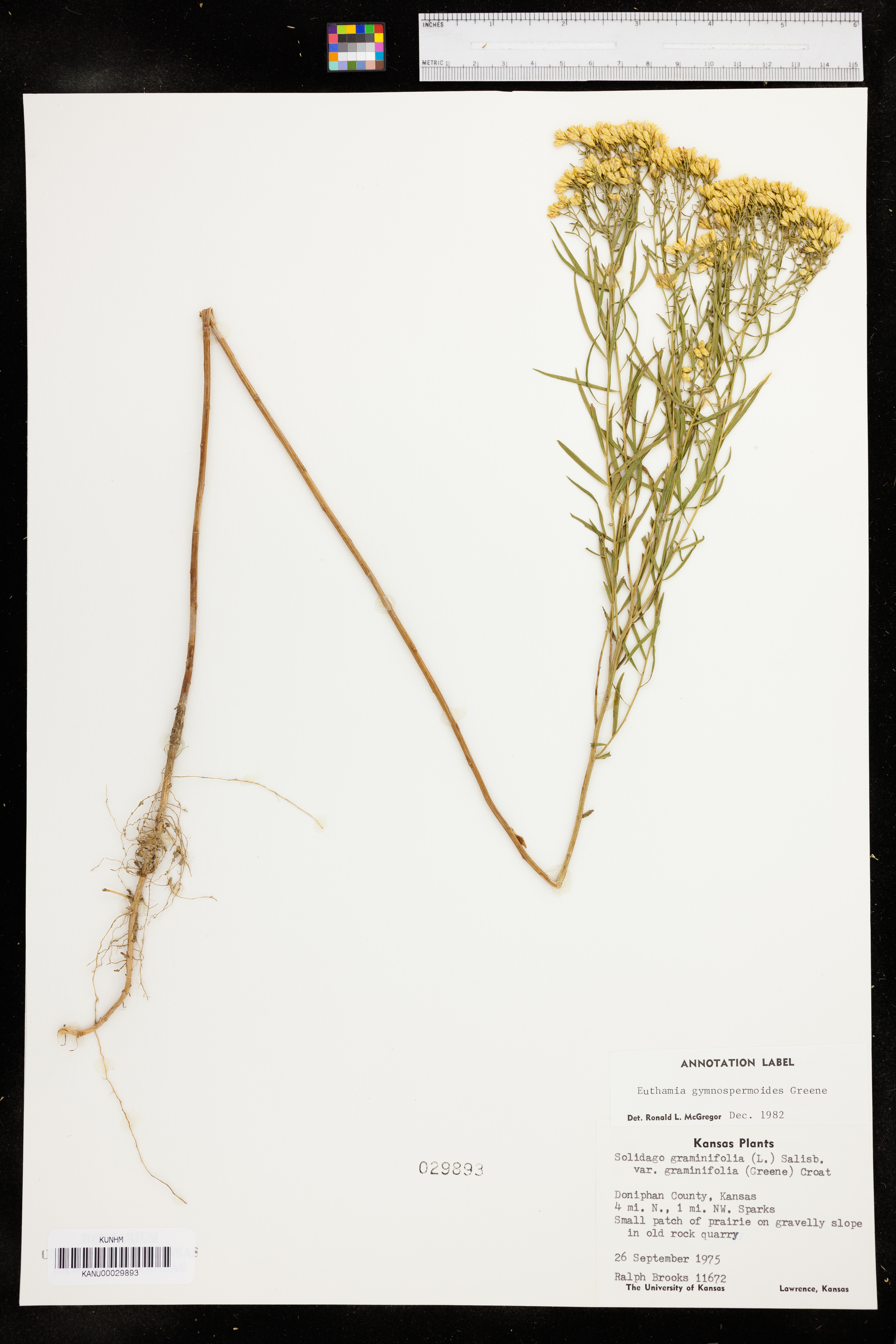 Euthamia gymnospermoides image