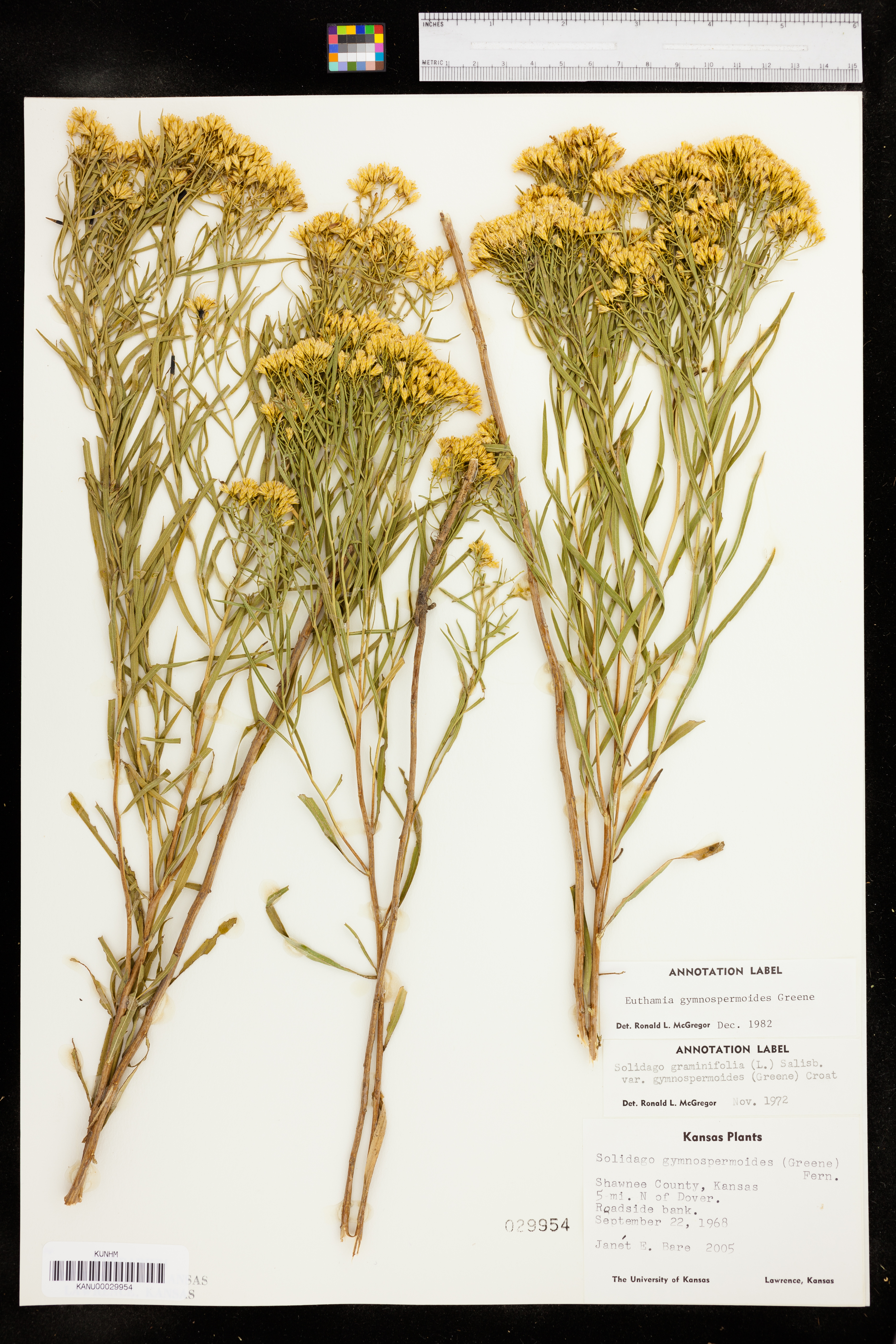 Euthamia gymnospermoides image