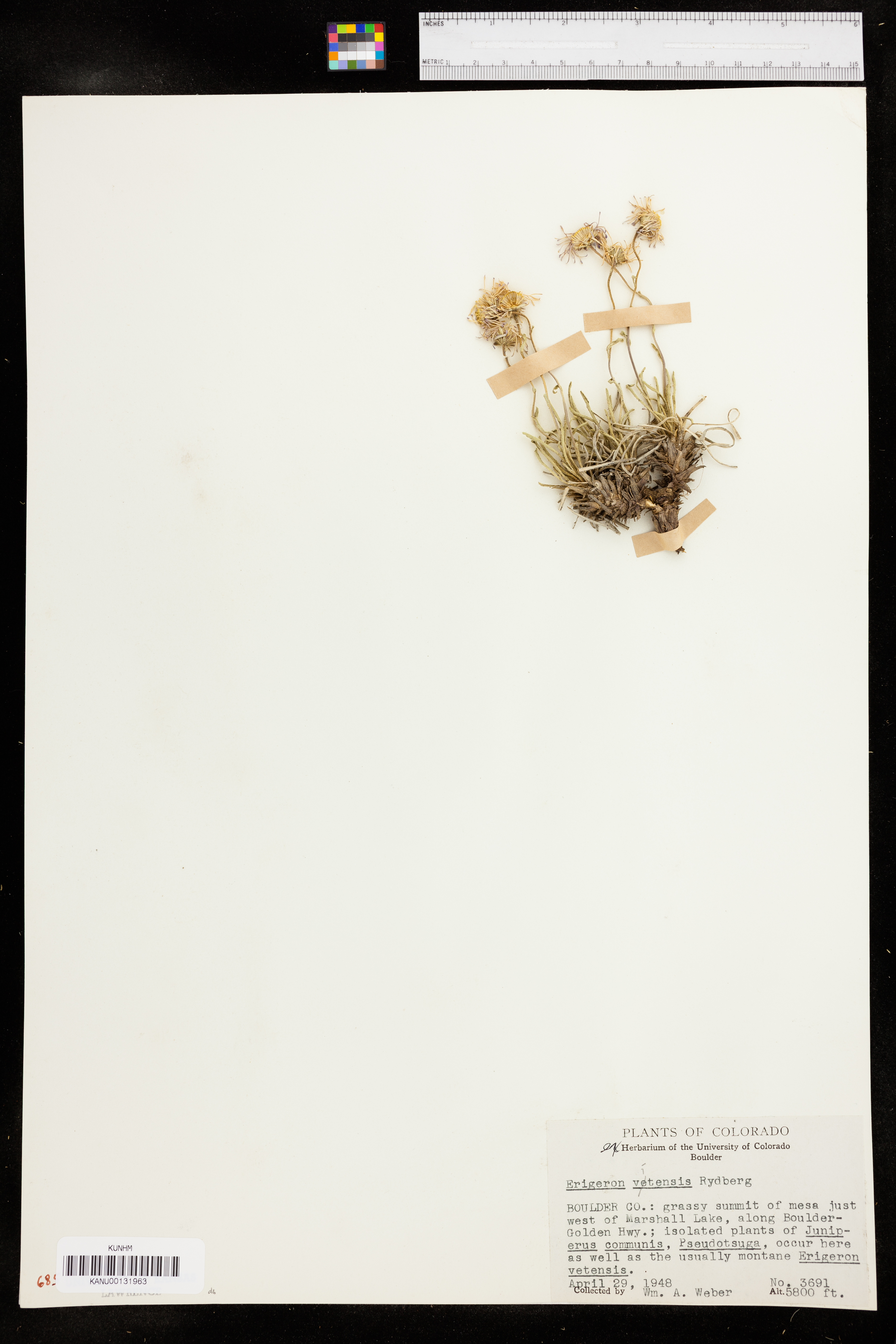 Erigeron vetensis image