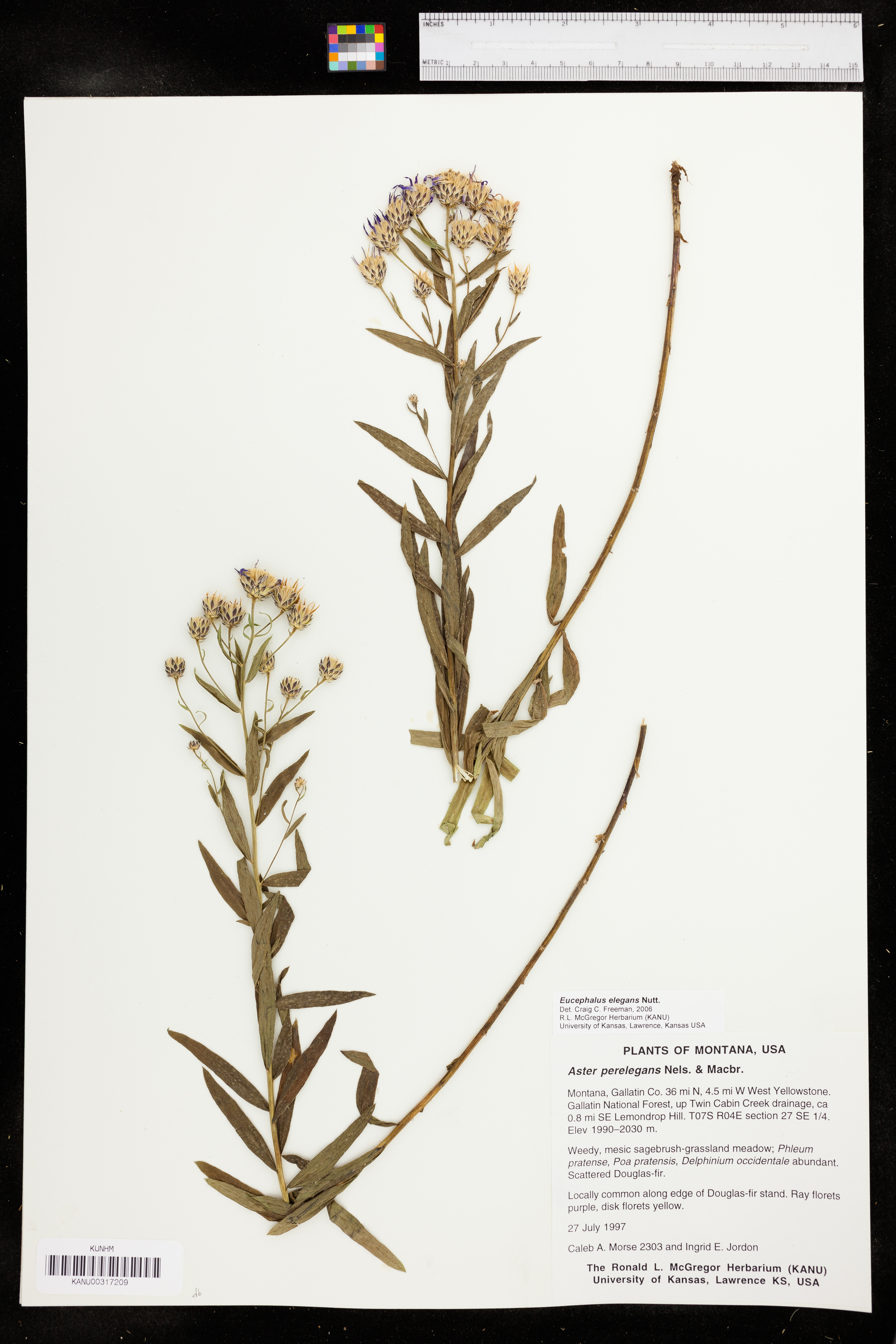 Doellingeria elegans image