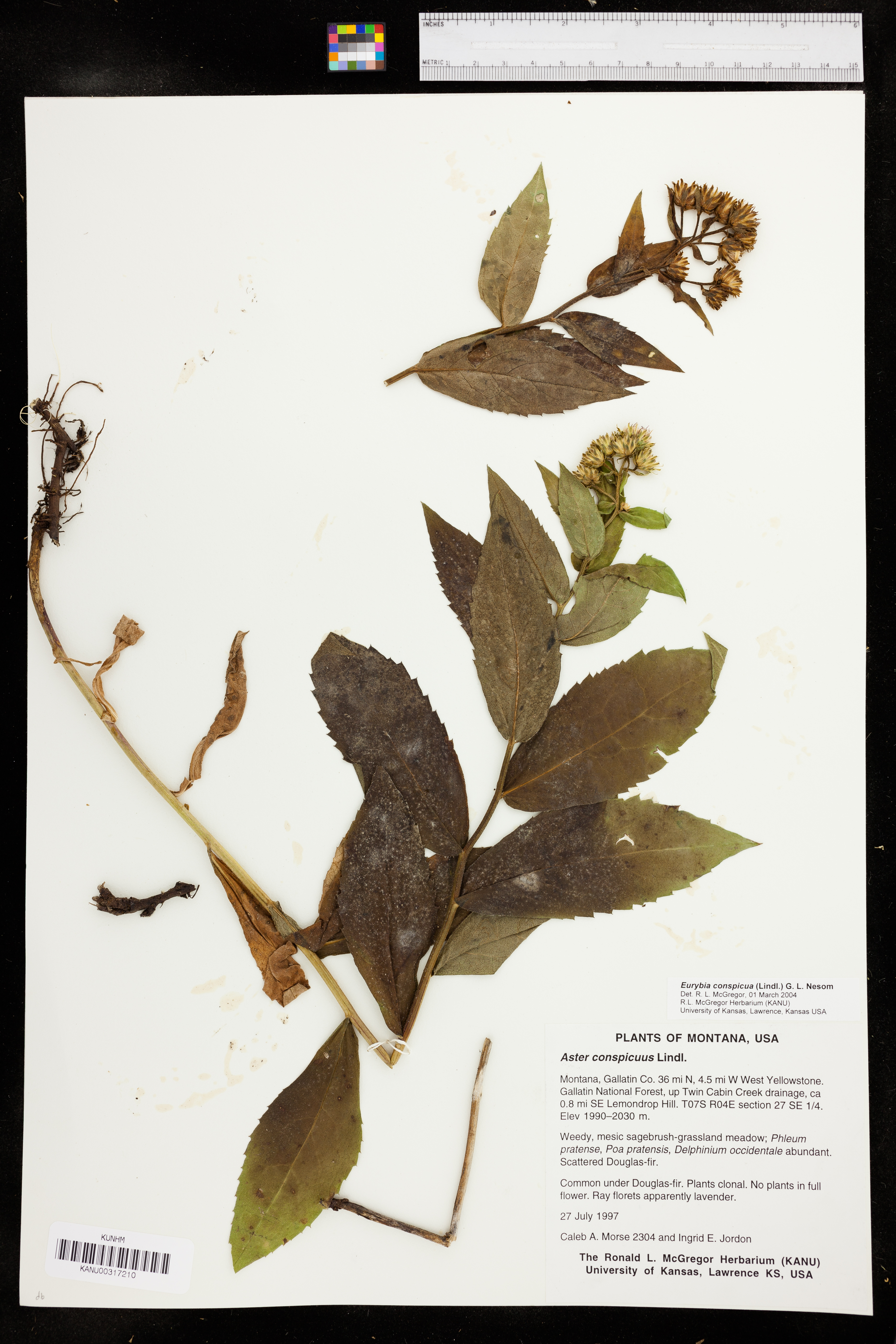 Eurybia conspicua image