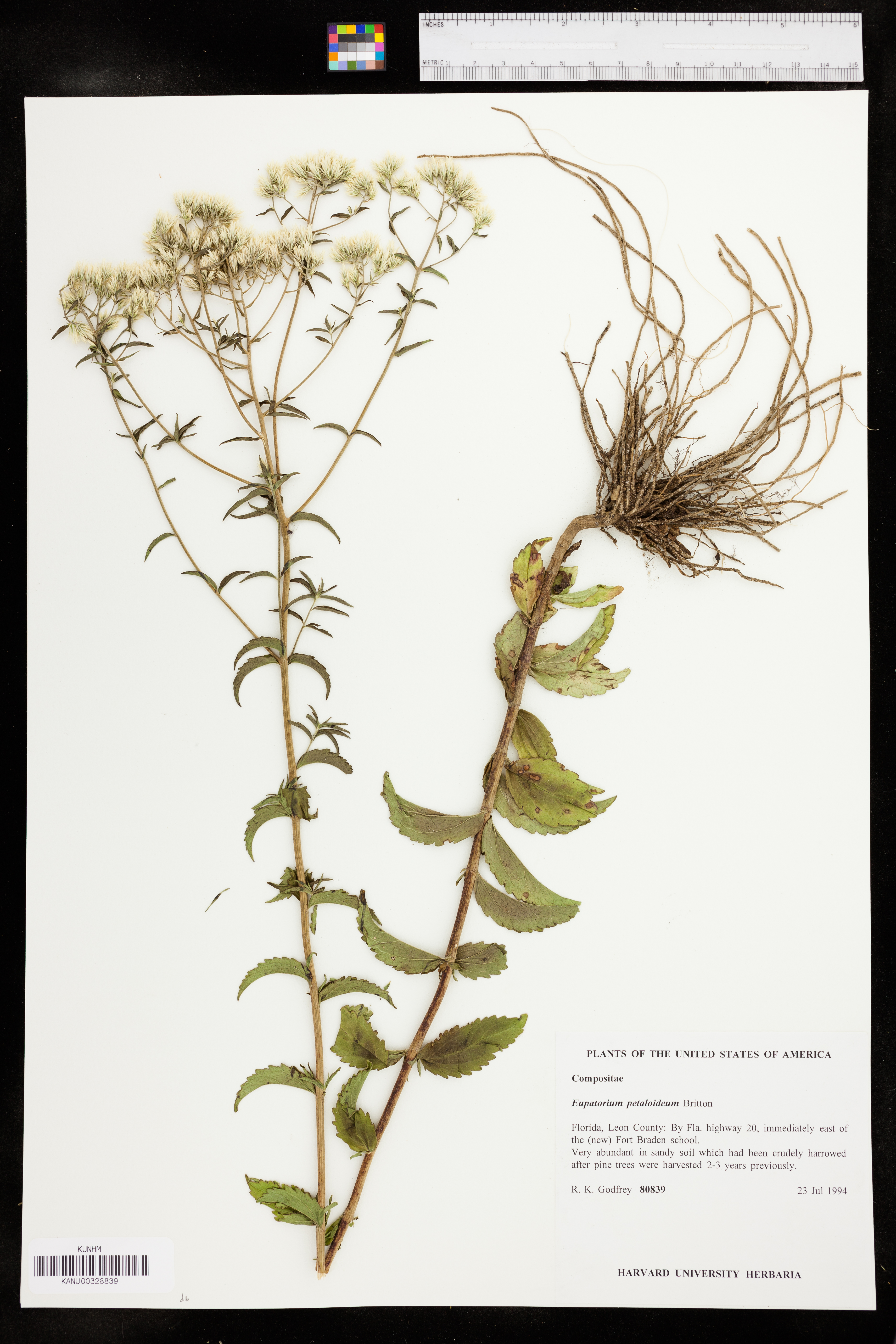 Eupatorium album var. album image