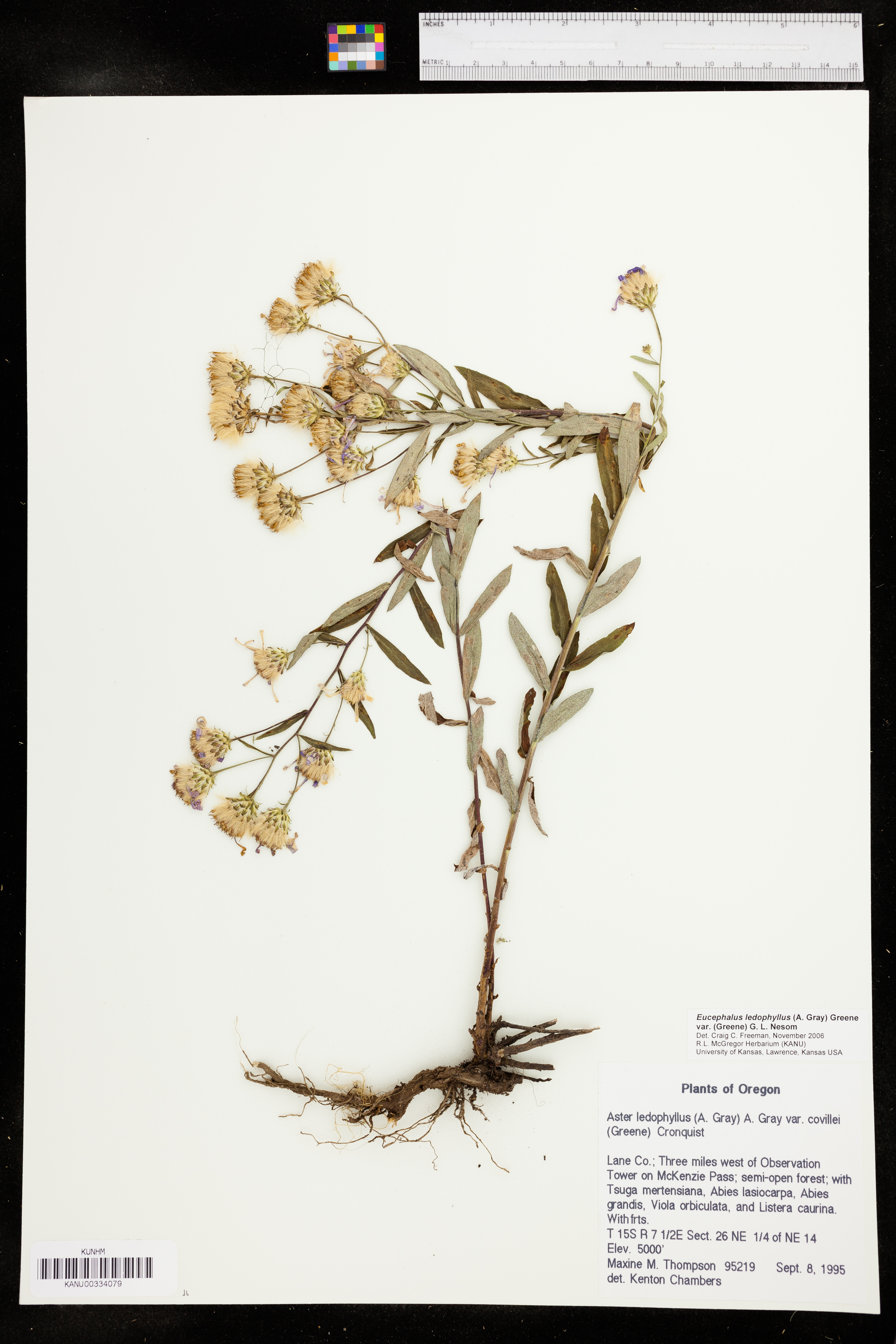 Eucephalus ledophyllus image