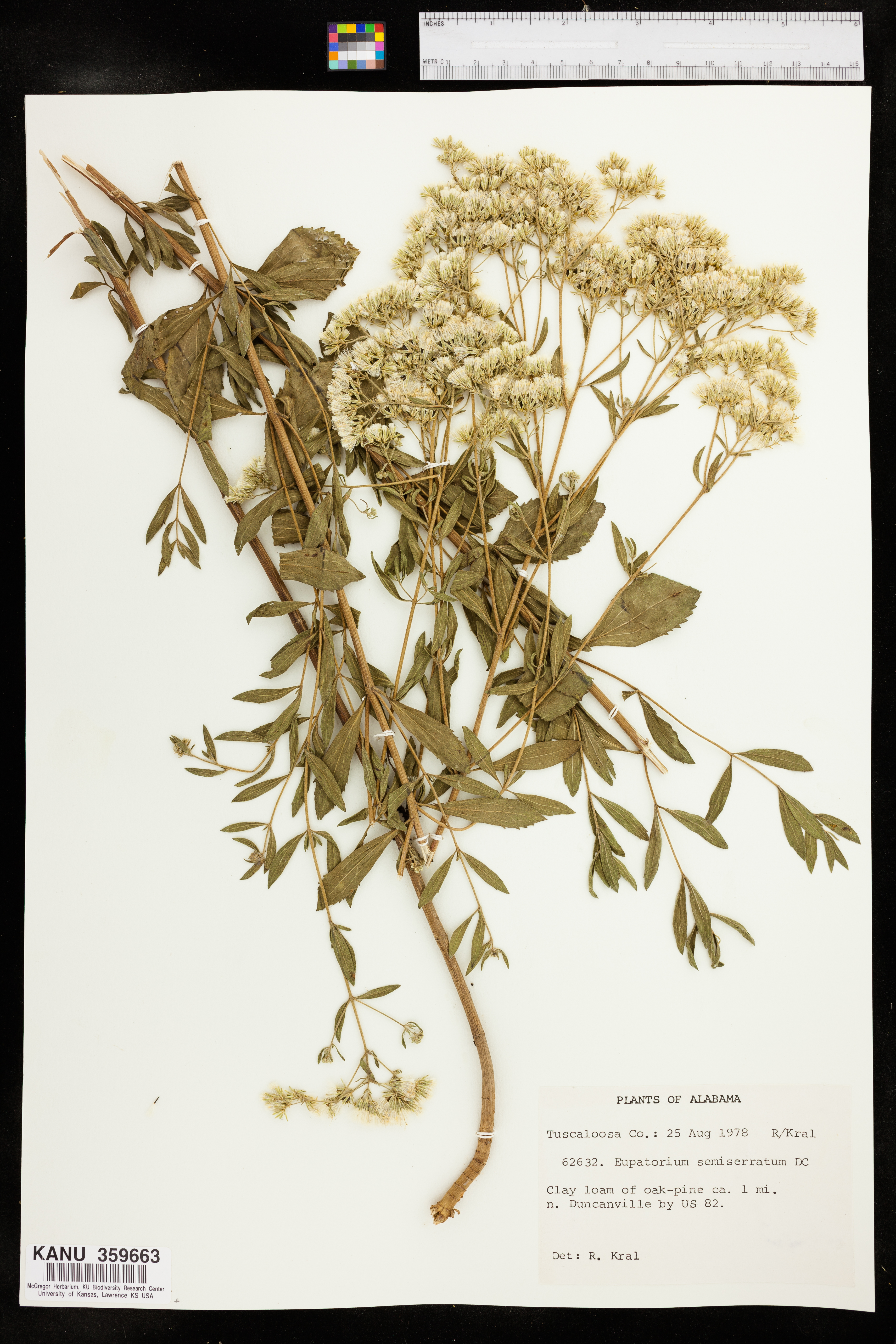 Eupatorium semiserratum image