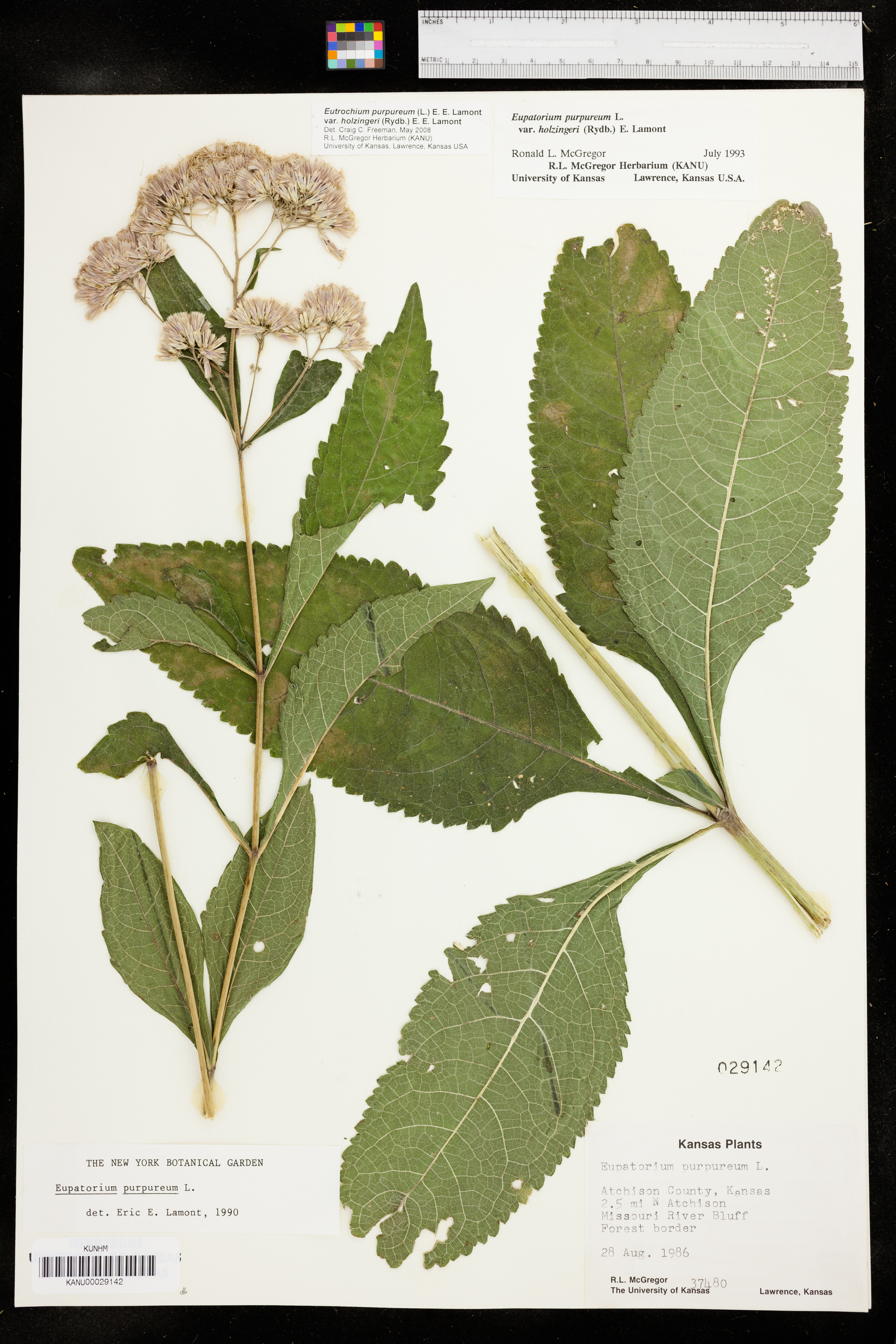 Eutrochium purpureum var. holzingeri image