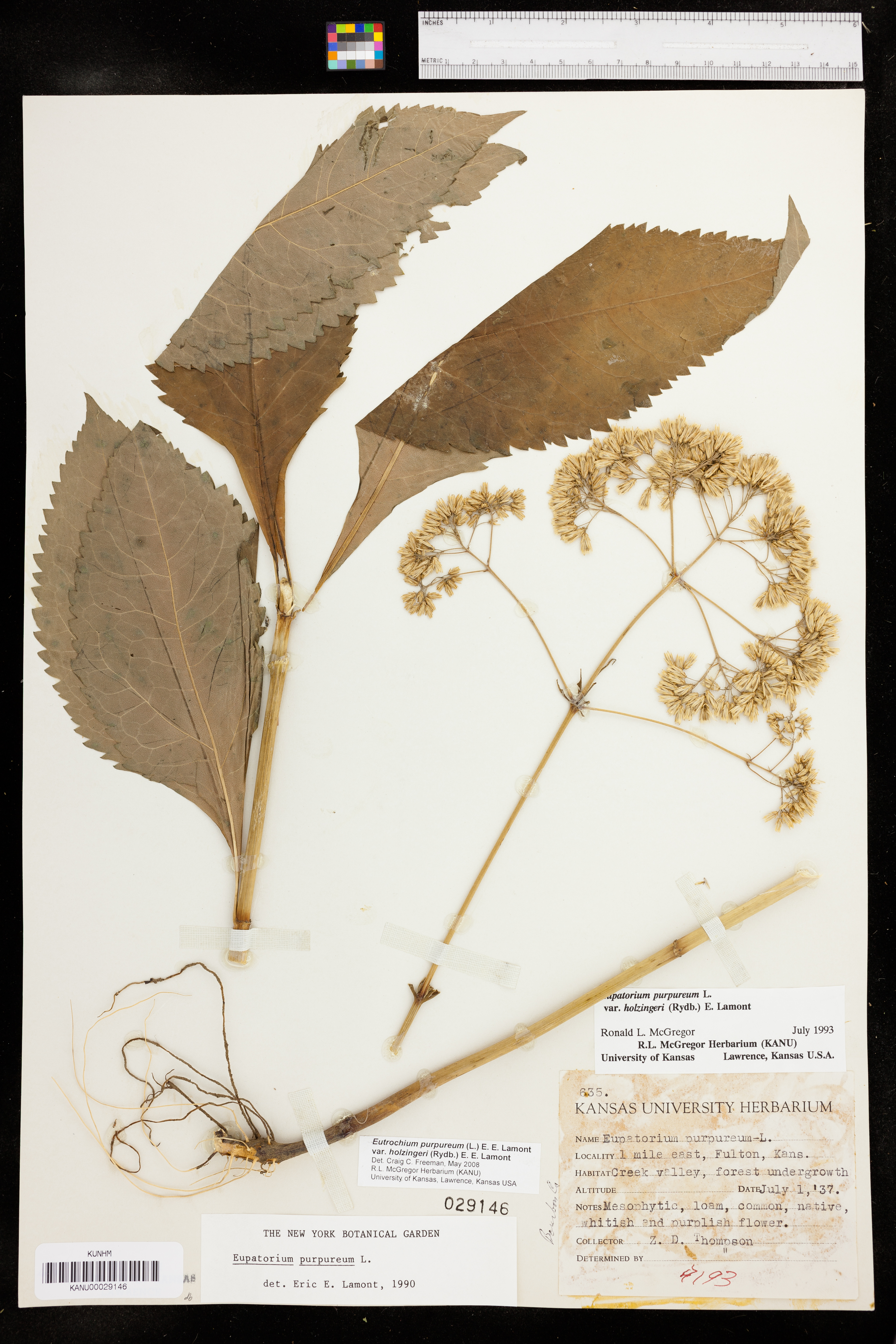 Eutrochium purpureum var. holzingeri image