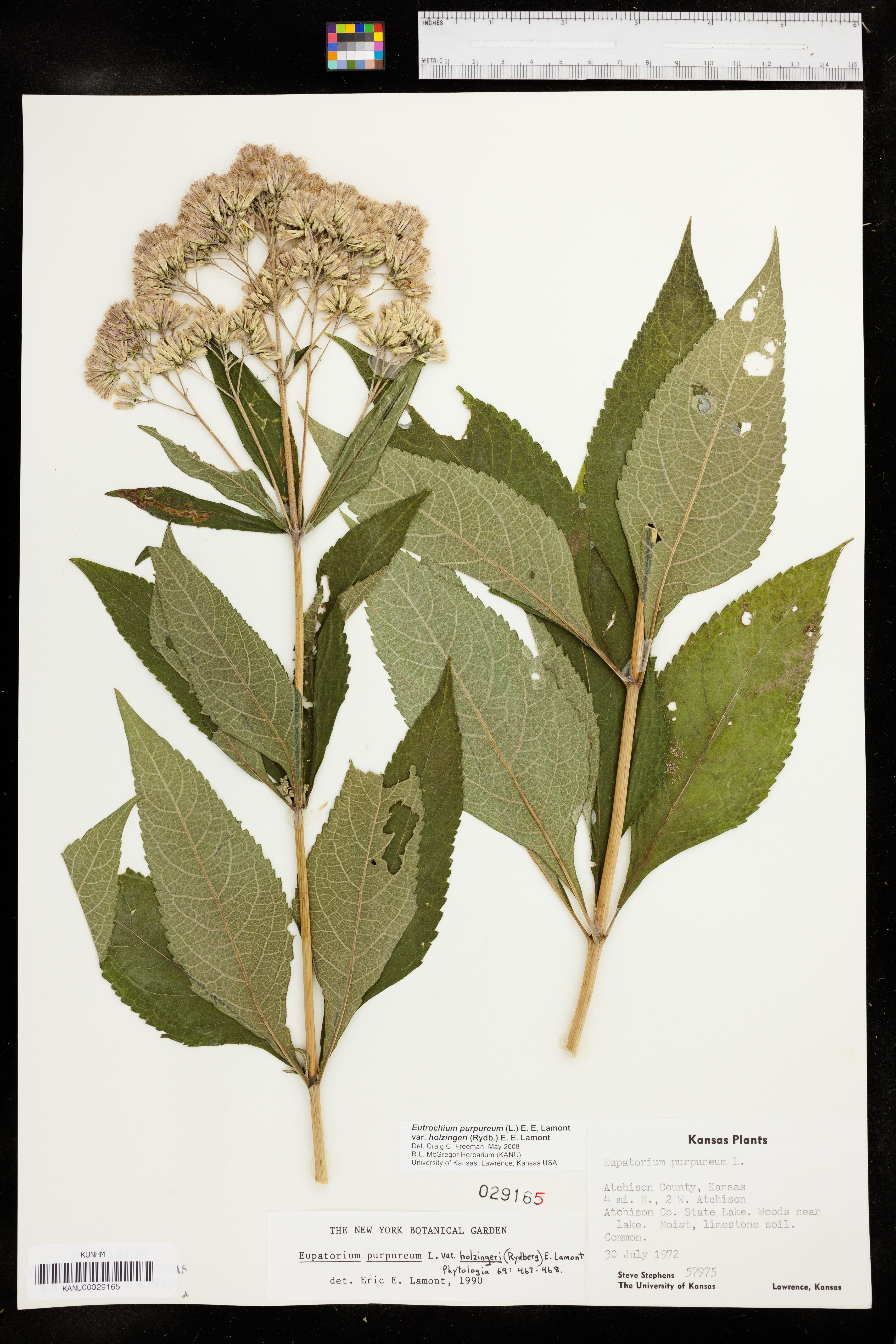 Eutrochium purpureum var. holzingeri image