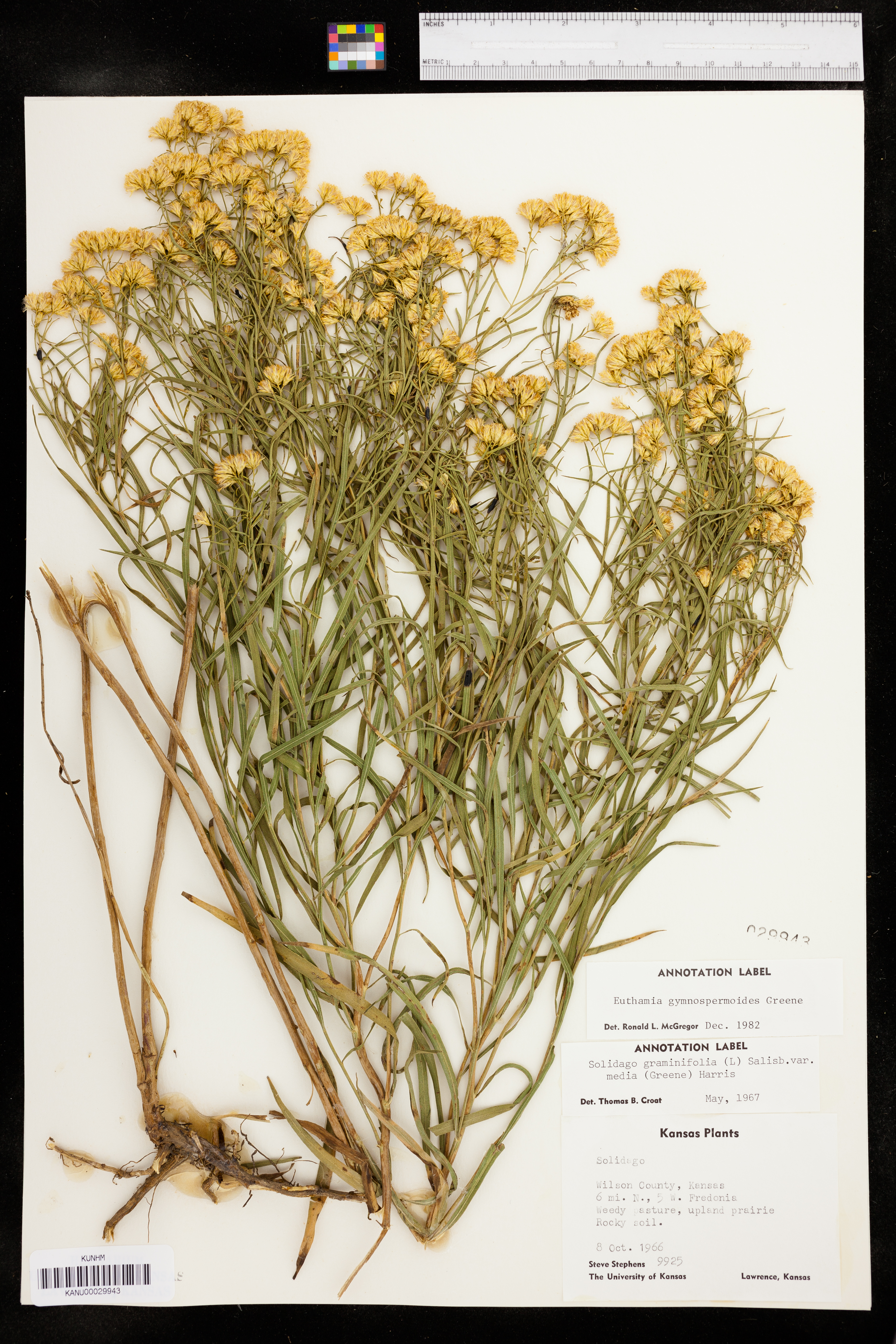 Euthamia gymnospermoides image