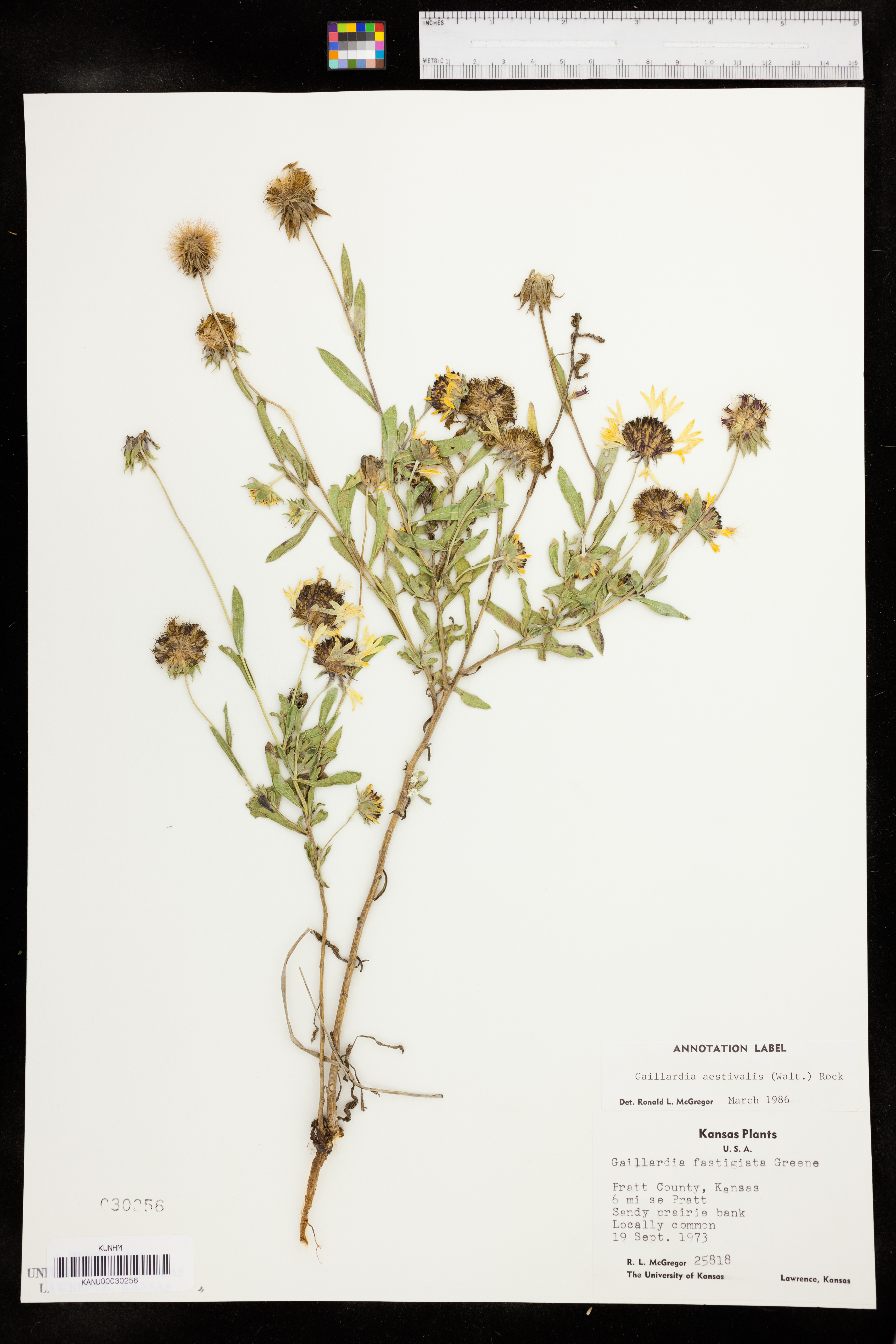 Gaillardia aestivalis image