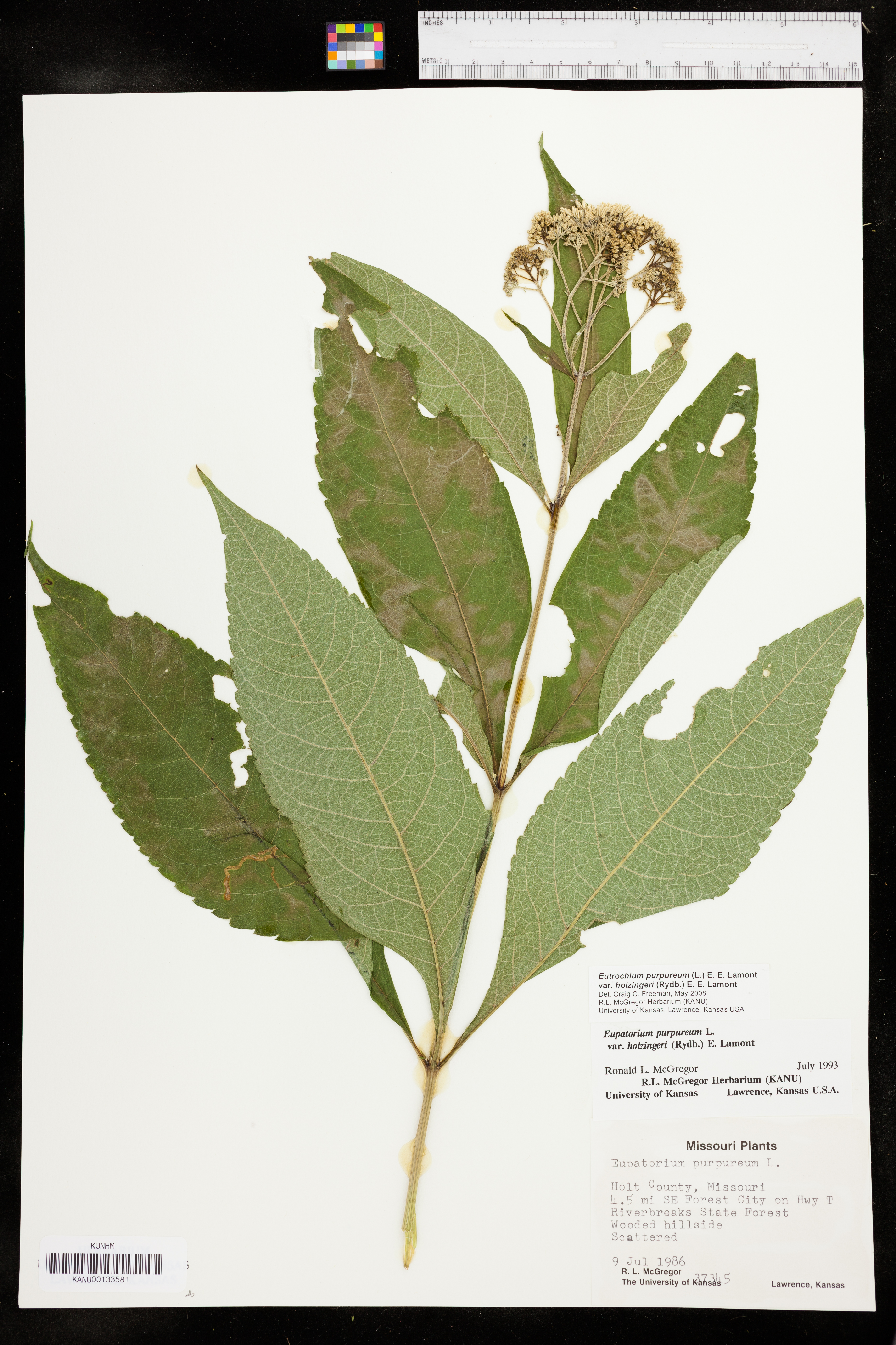 Eutrochium purpureum var. holzingeri image