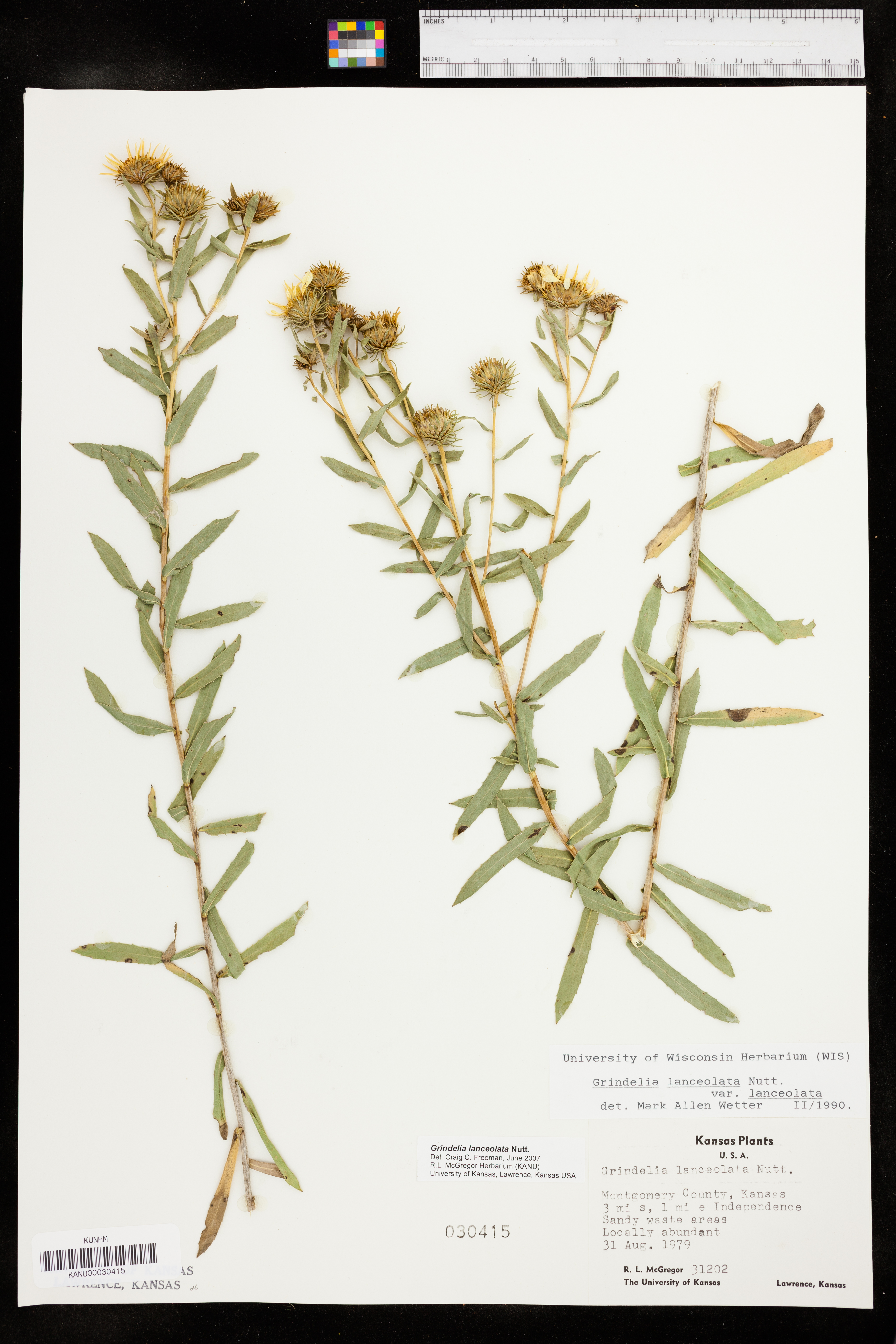 Grindelia lanceolata image