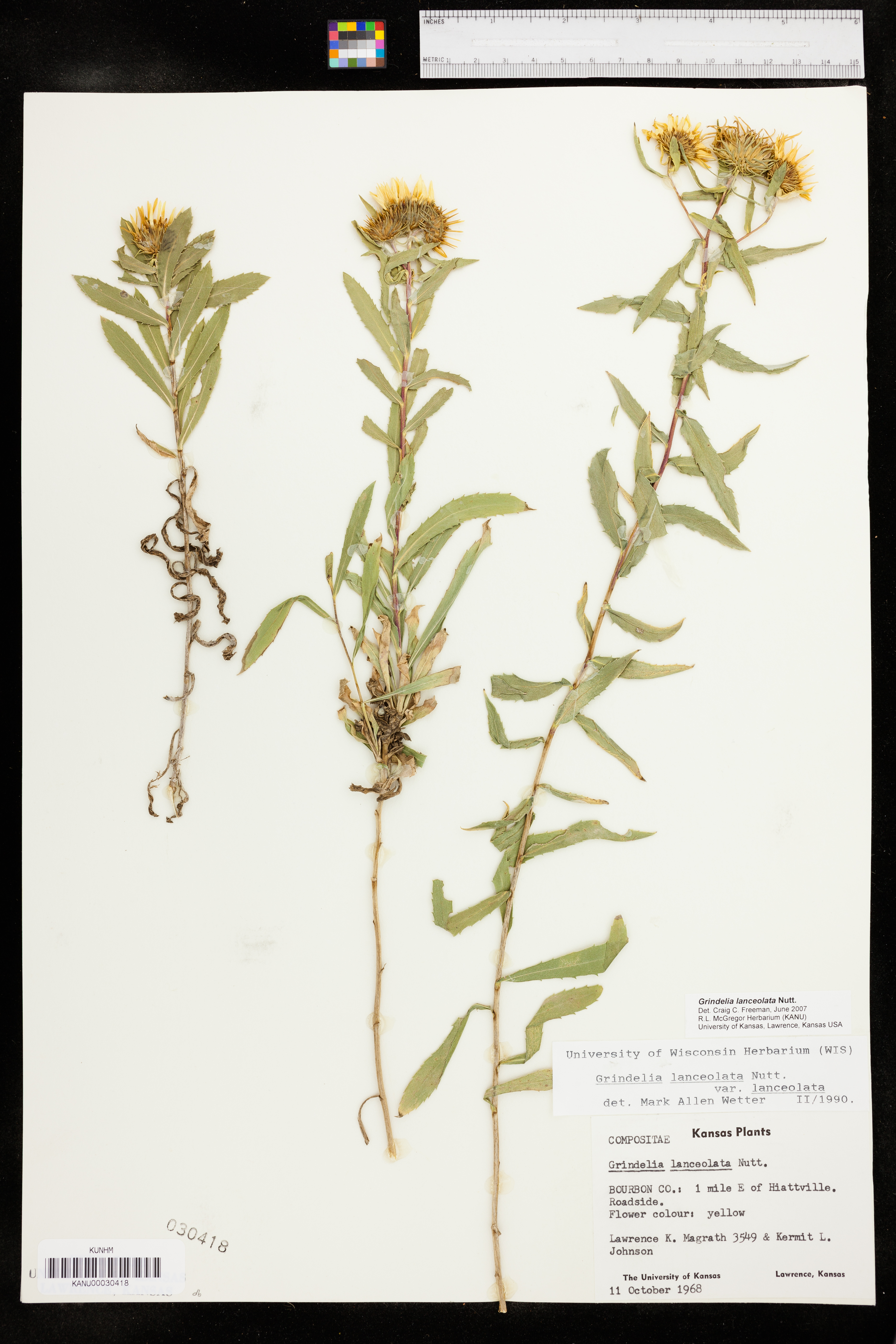 Grindelia lanceolata image