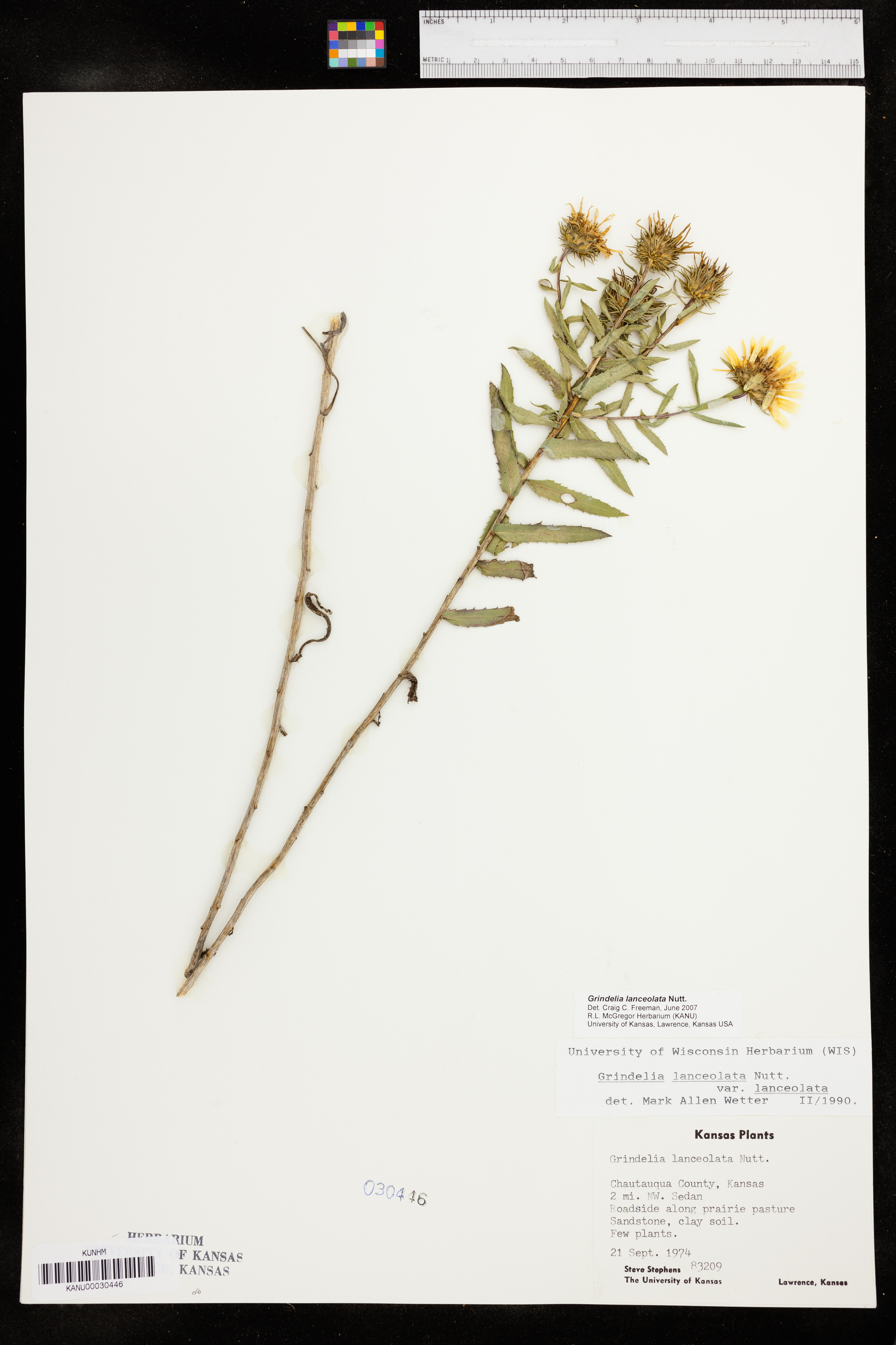 Grindelia lanceolata image