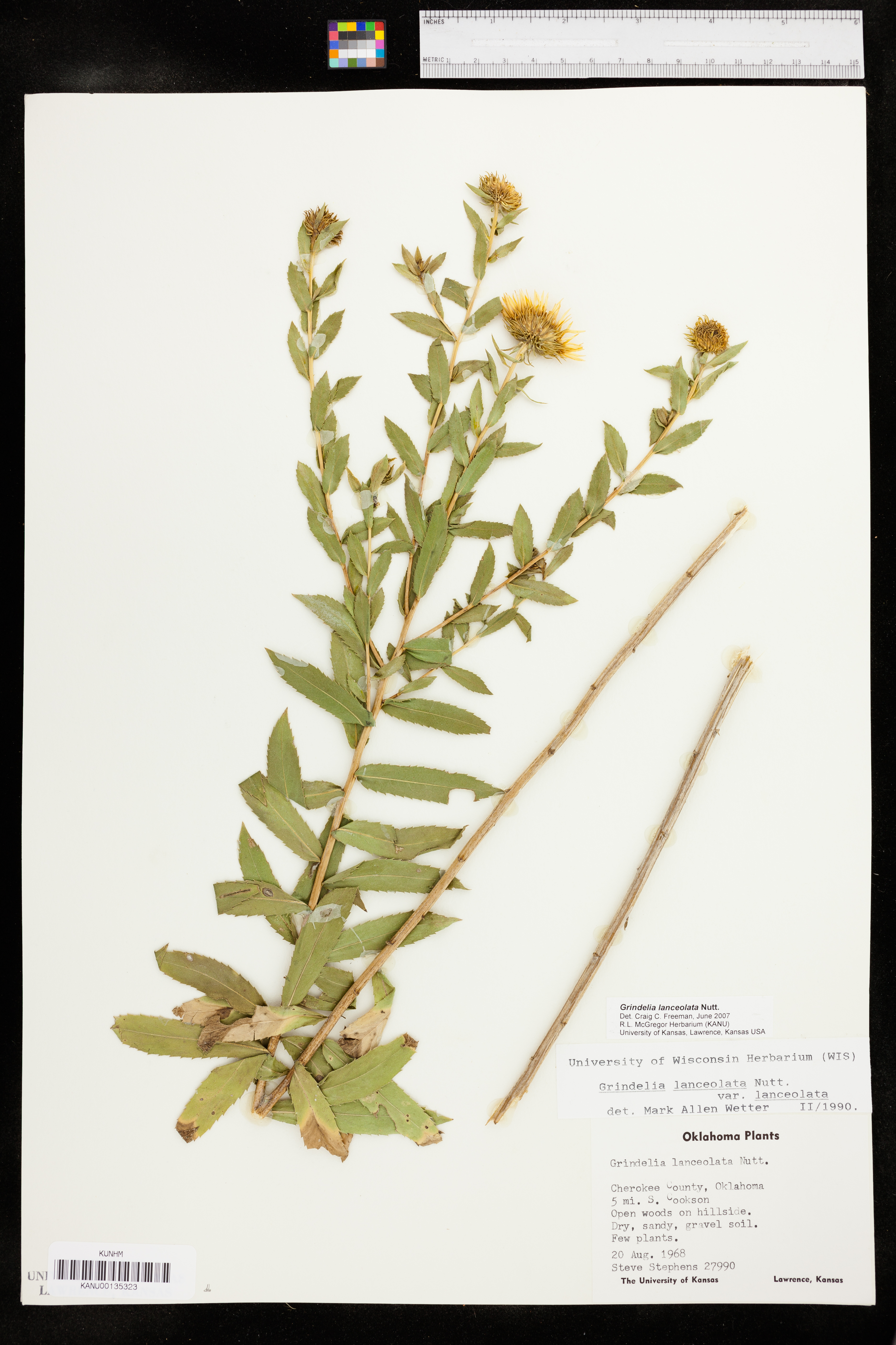 Grindelia lanceolata image