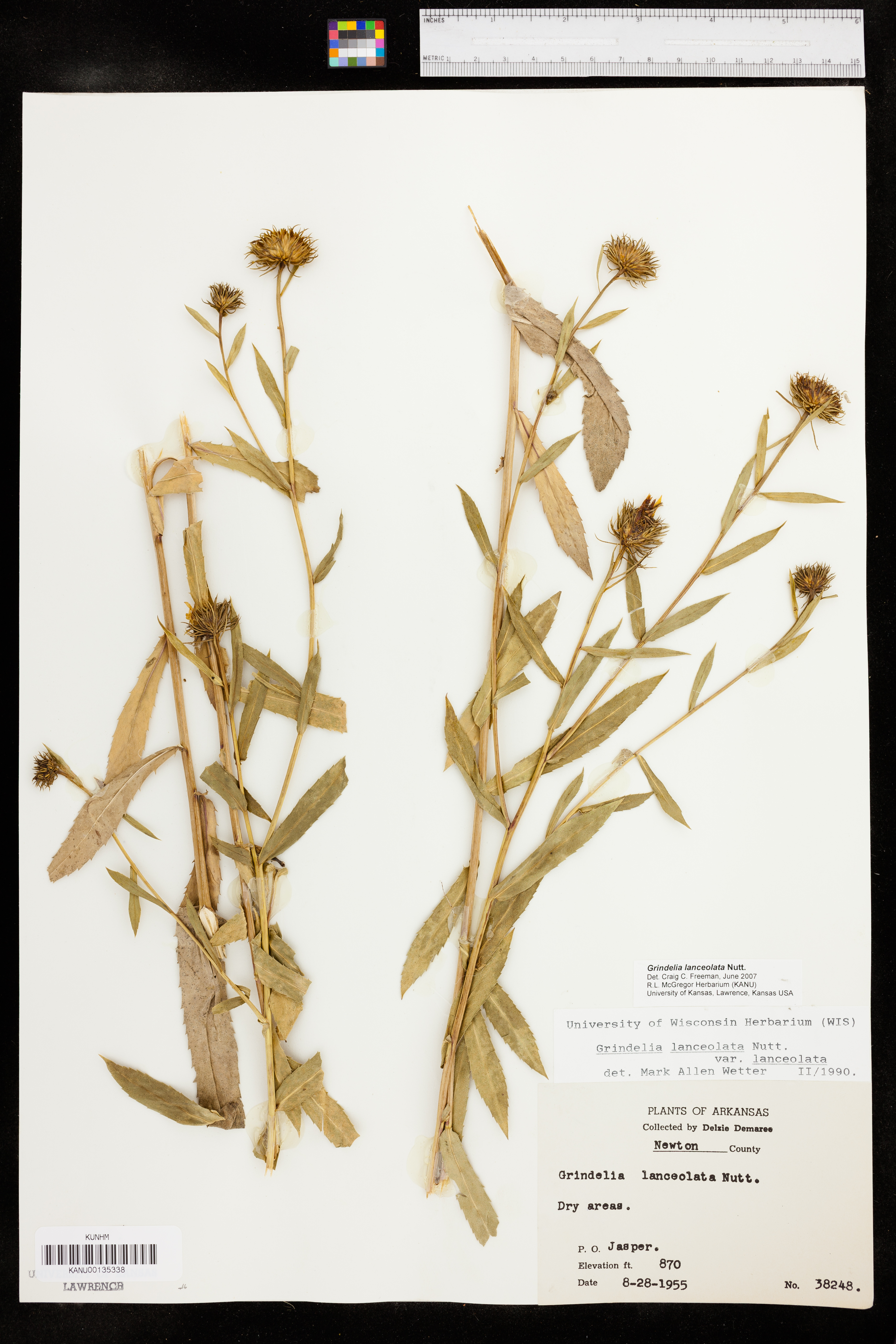 Grindelia lanceolata image