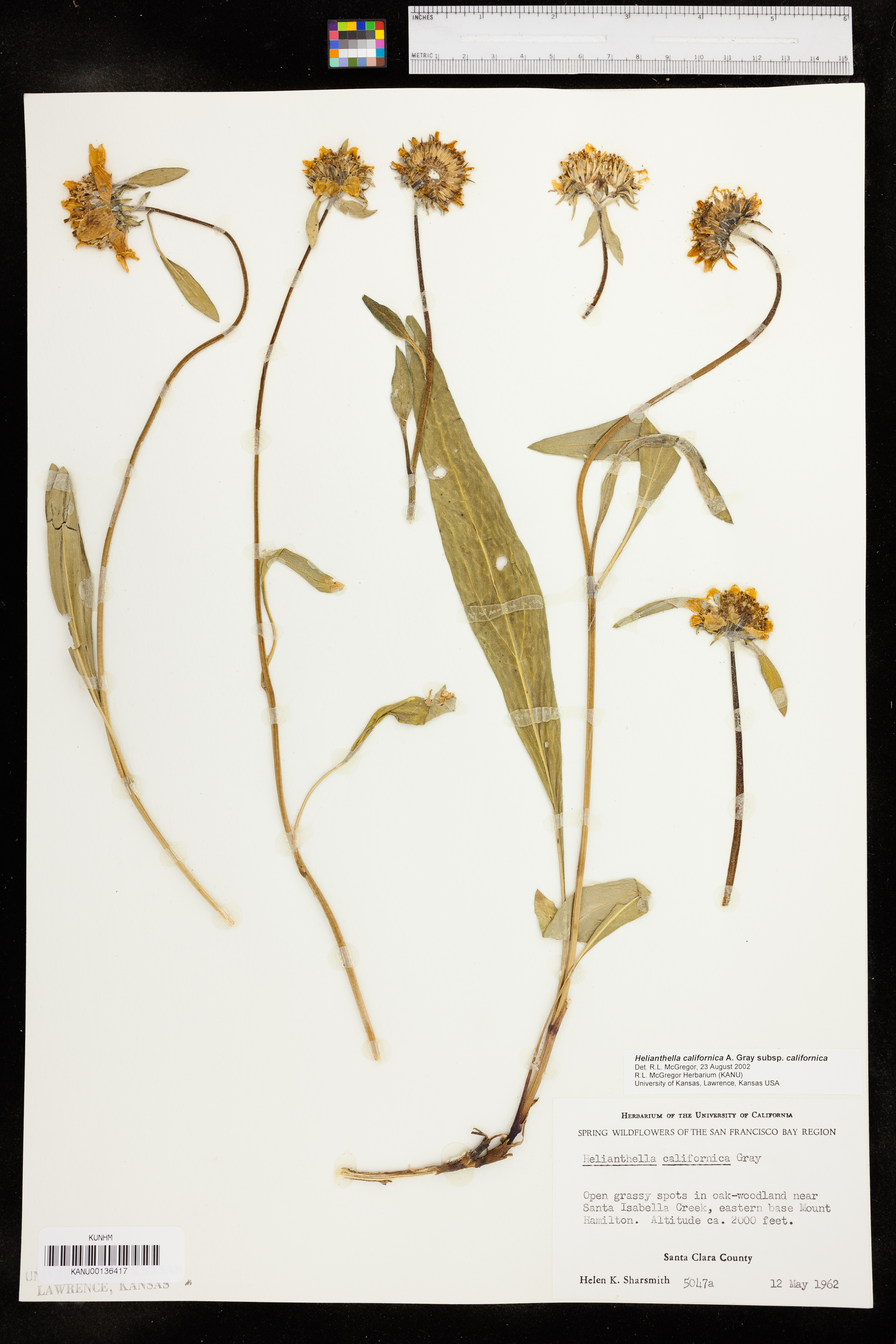 Helianthella californica image