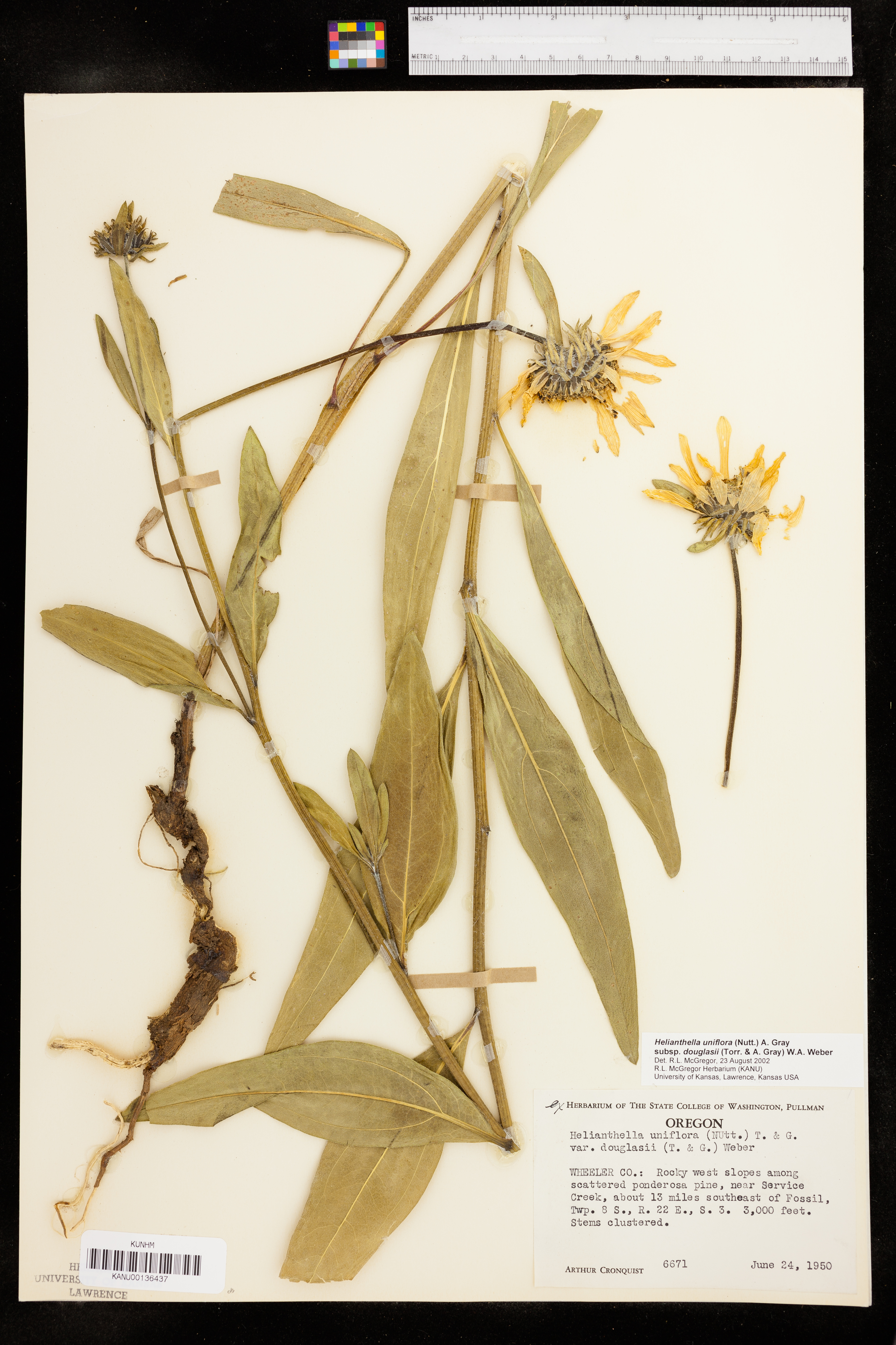 Helianthella uniflora var. douglasii image