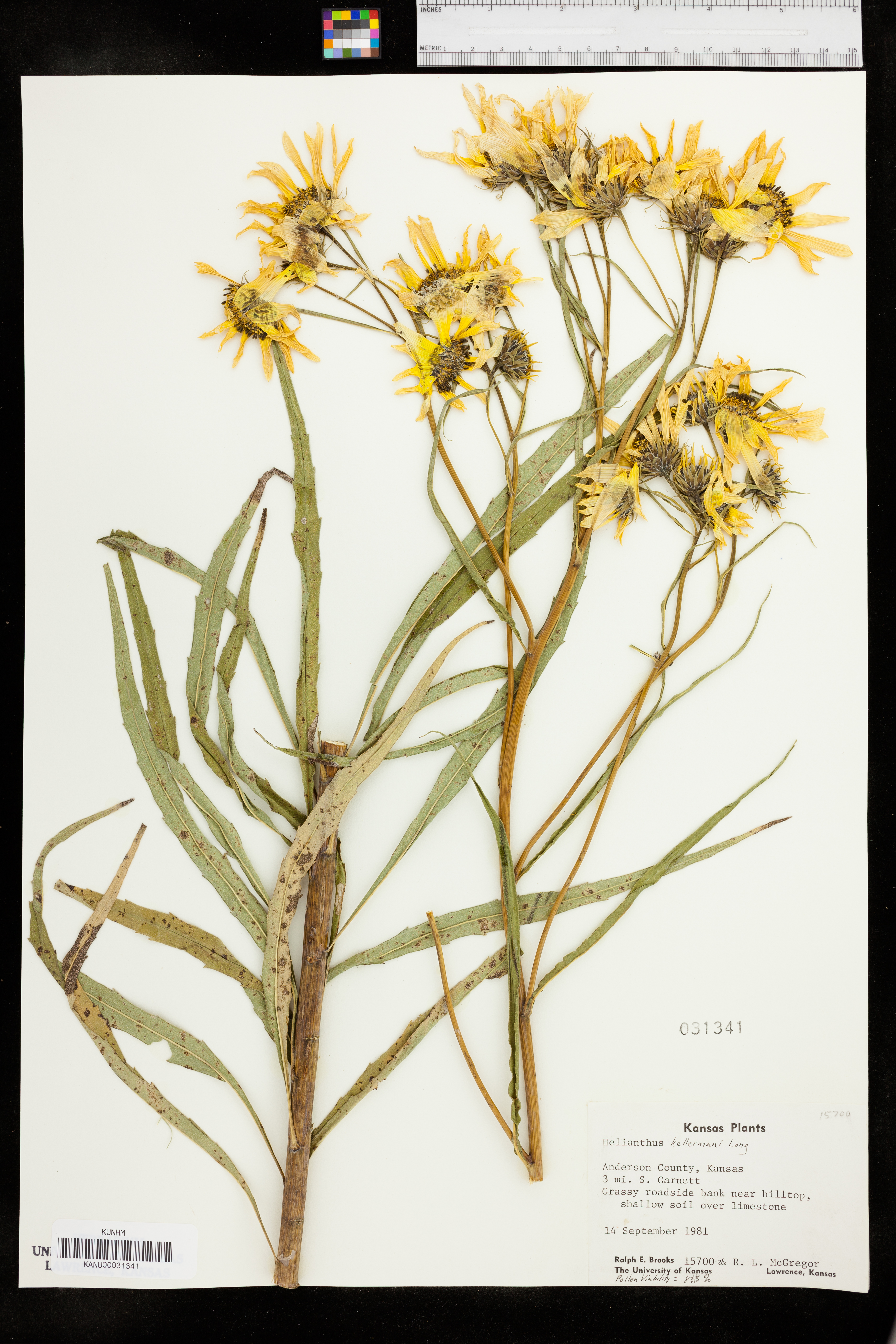 Helianthus kellermanii image