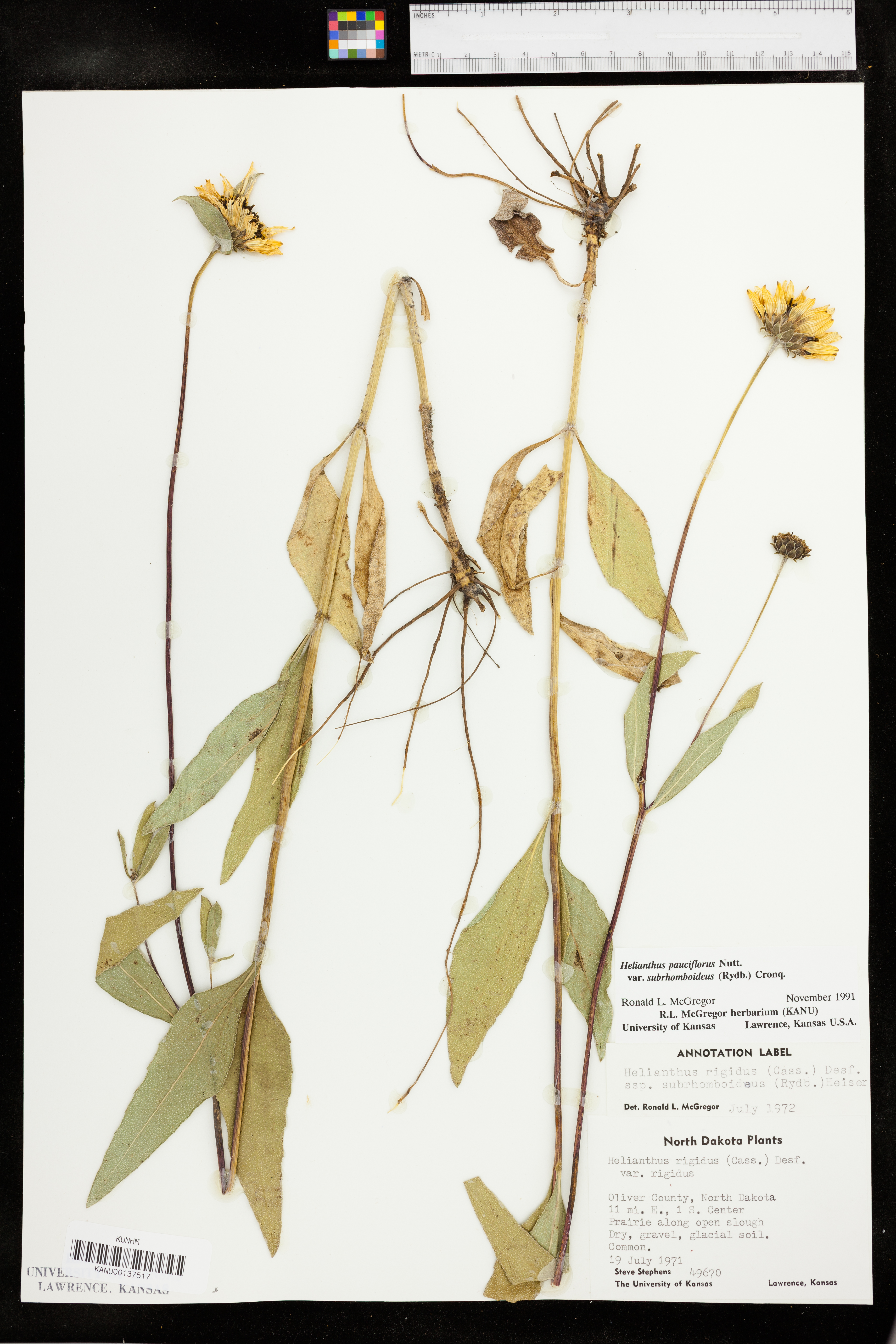 Helianthus pauciflorus var. subrhomboideus image