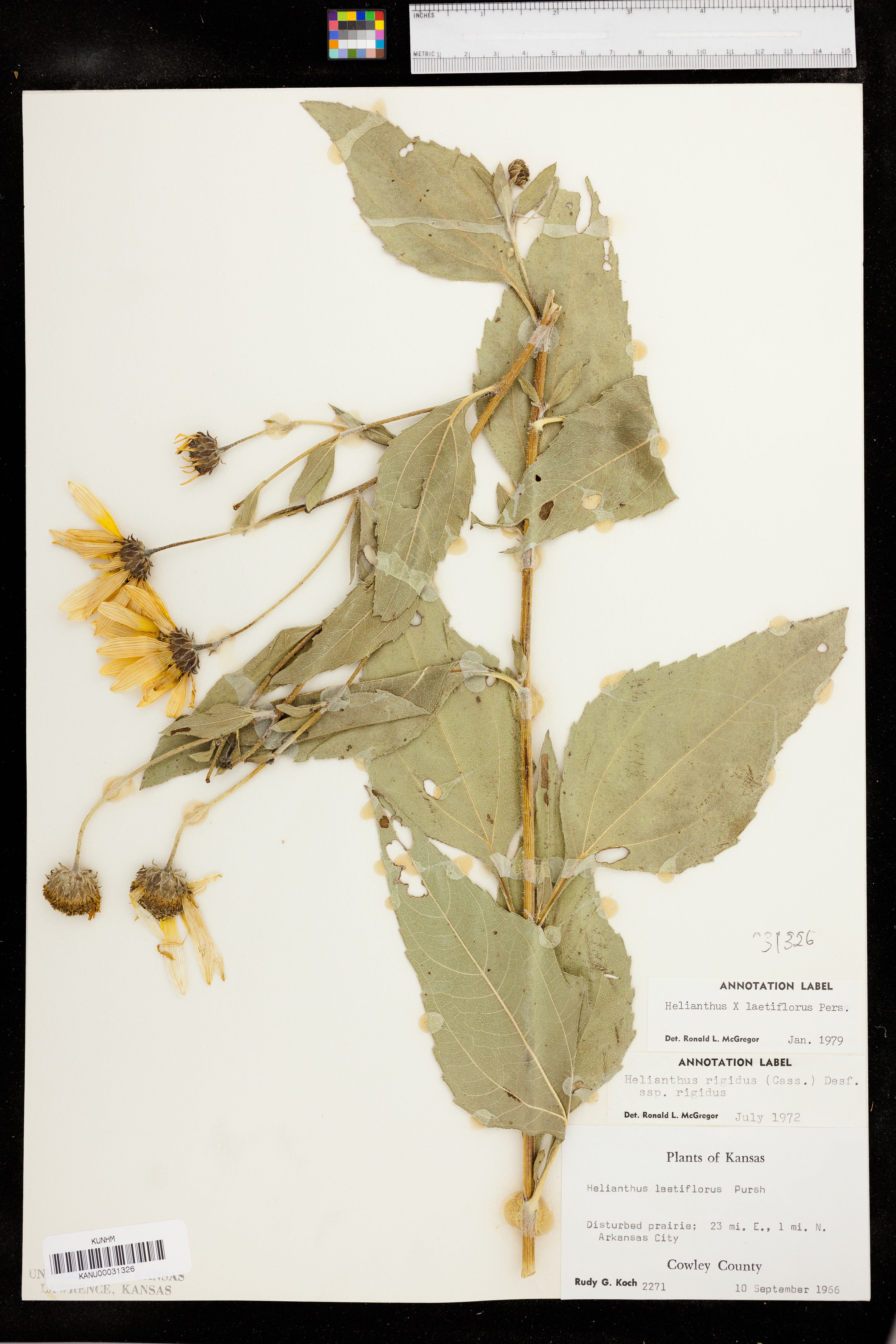 Helianthus × laetiflorus image