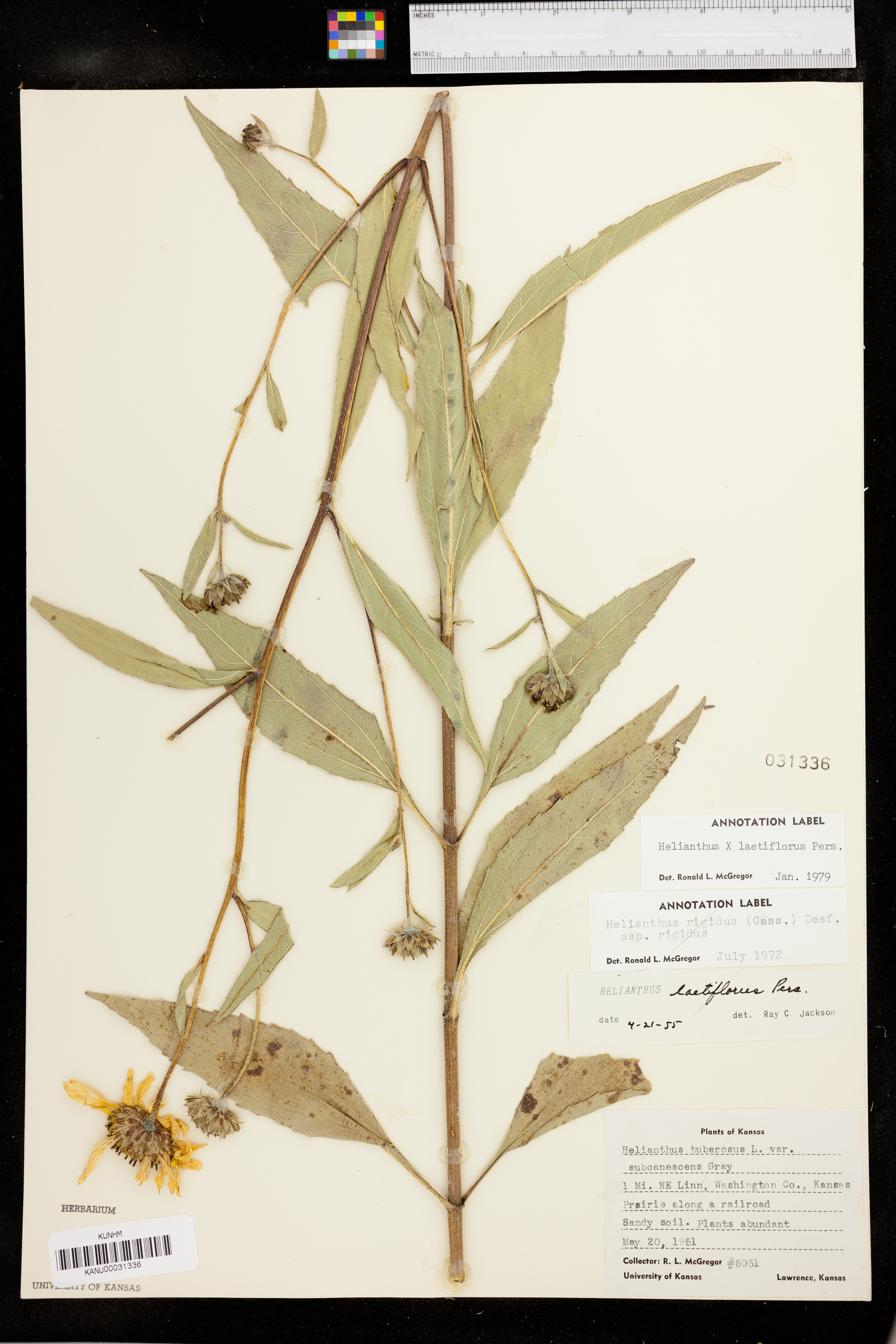 Helianthus × laetiflorus image