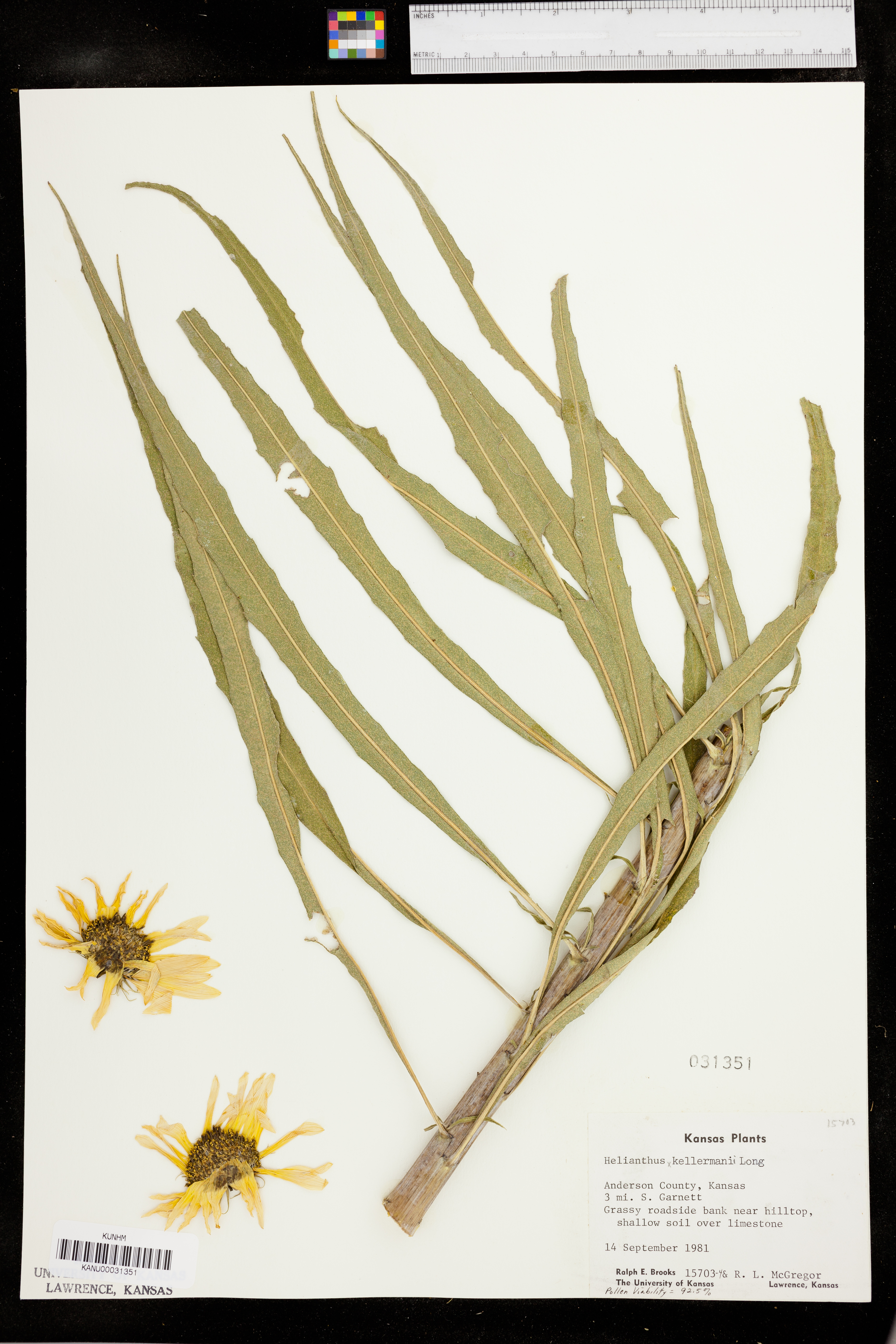 Helianthus kellermanii image