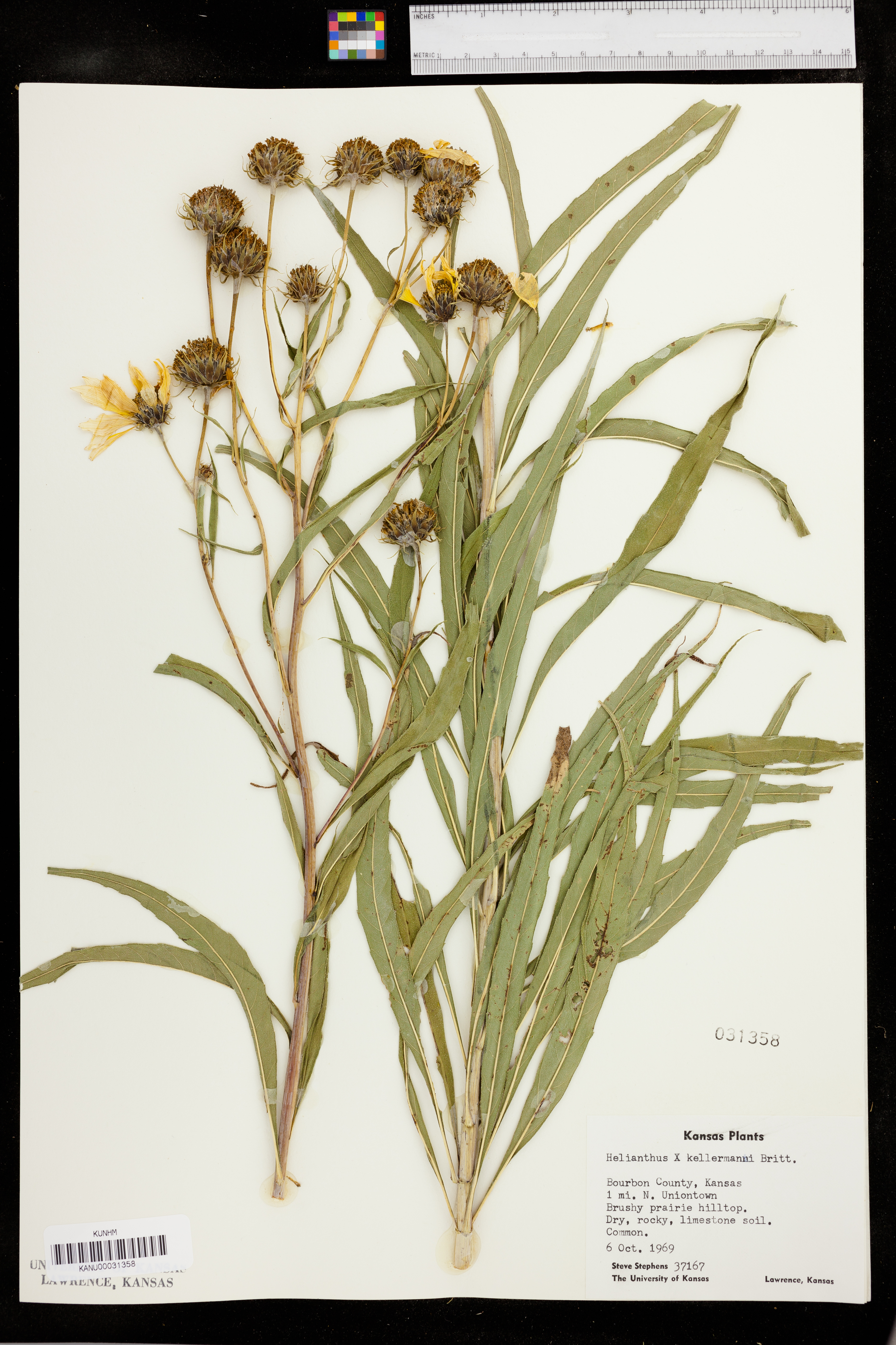 Helianthus kellermanii image