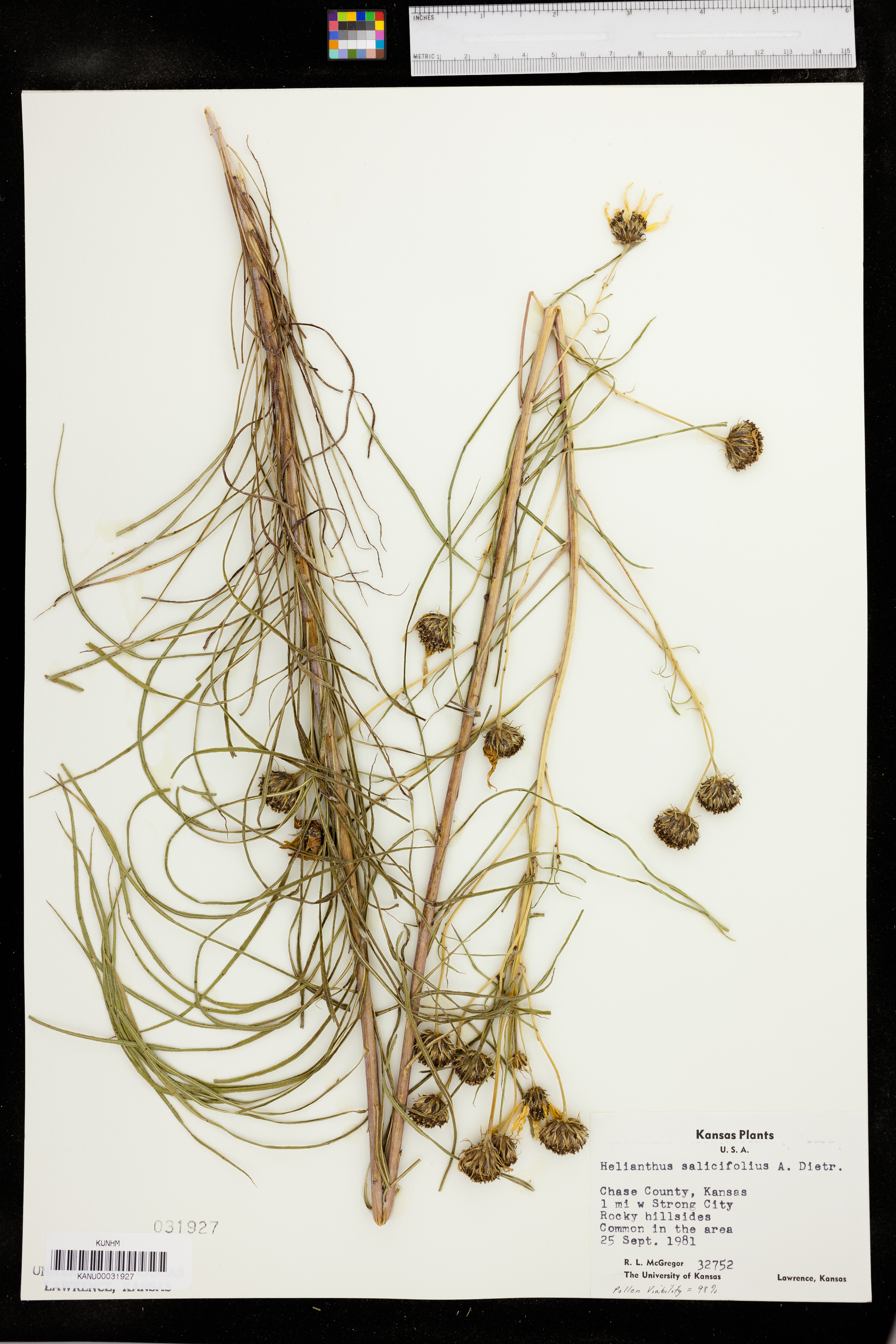 Helianthus salicifolius image