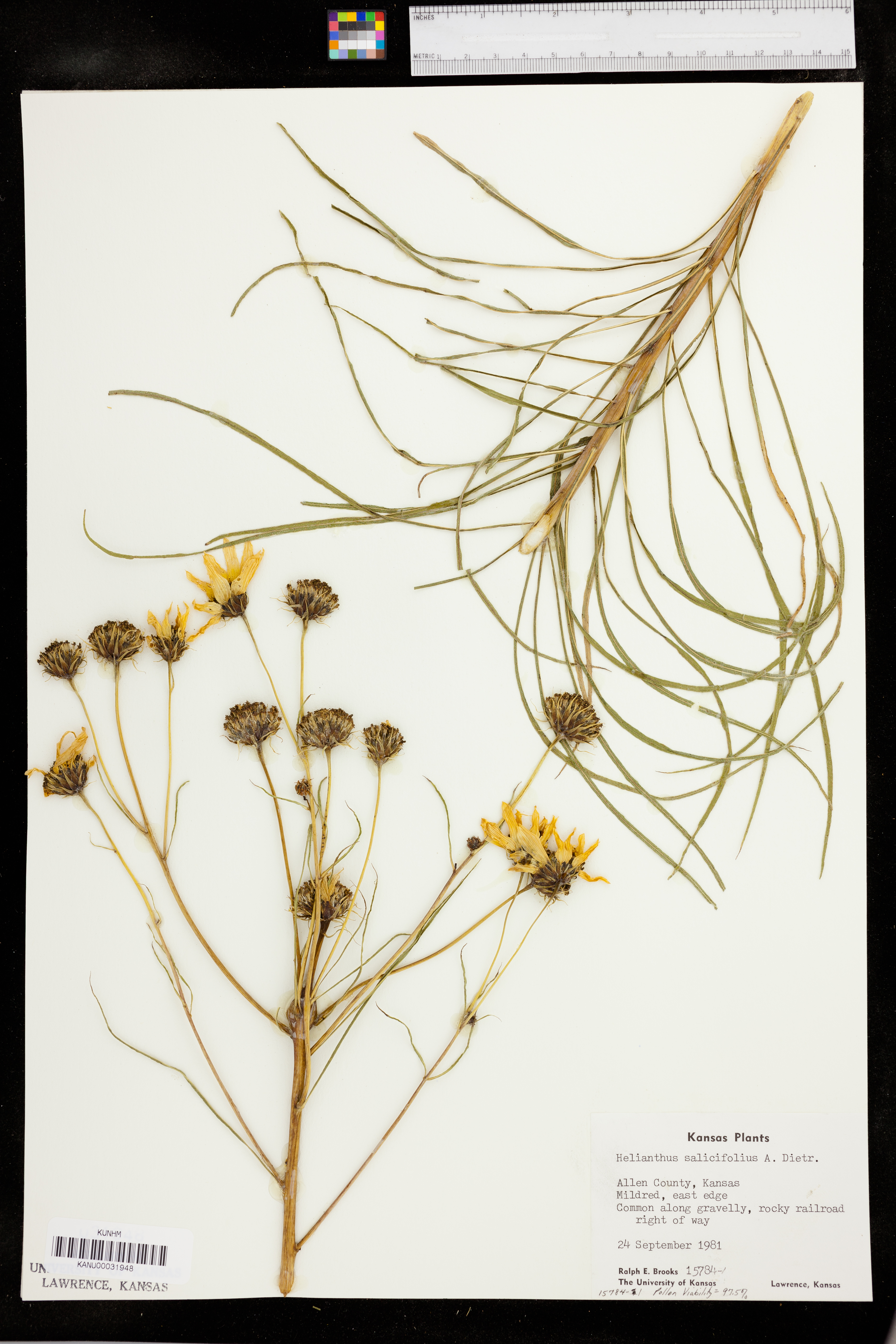 Helianthus salicifolius image