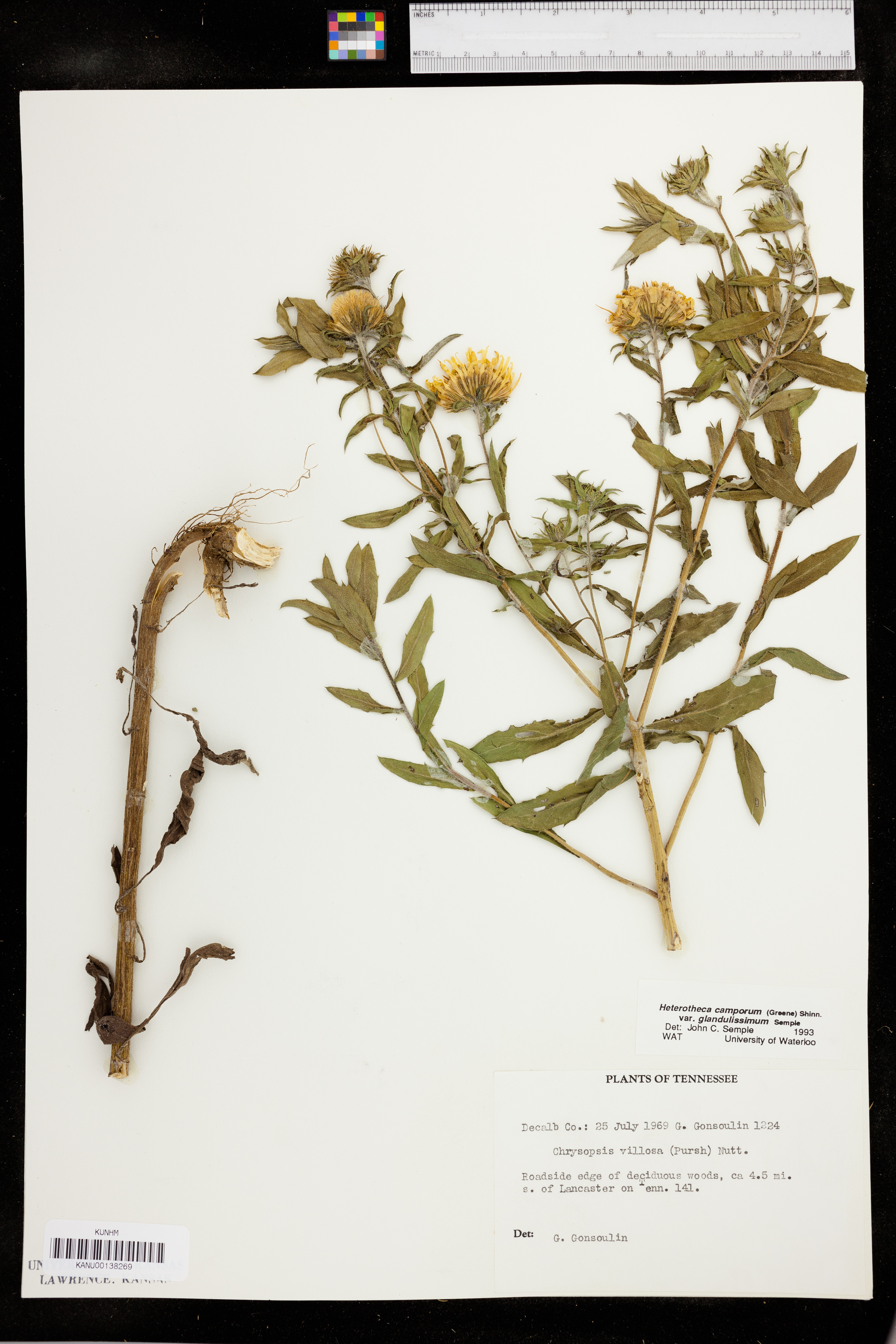 Heterotheca camporum var. glandulissimum image