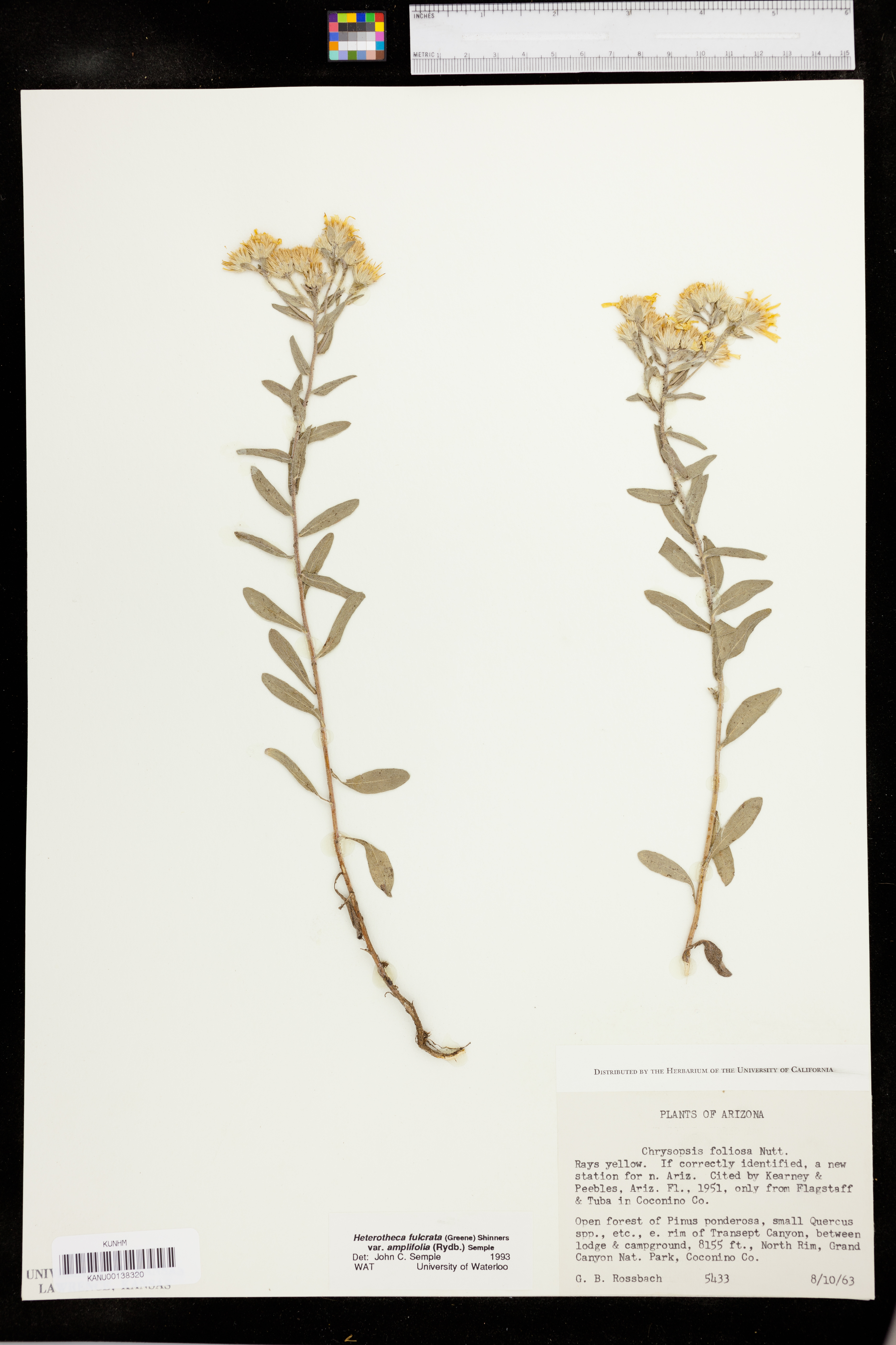 Heterotheca fulcrata var. amplifolia image