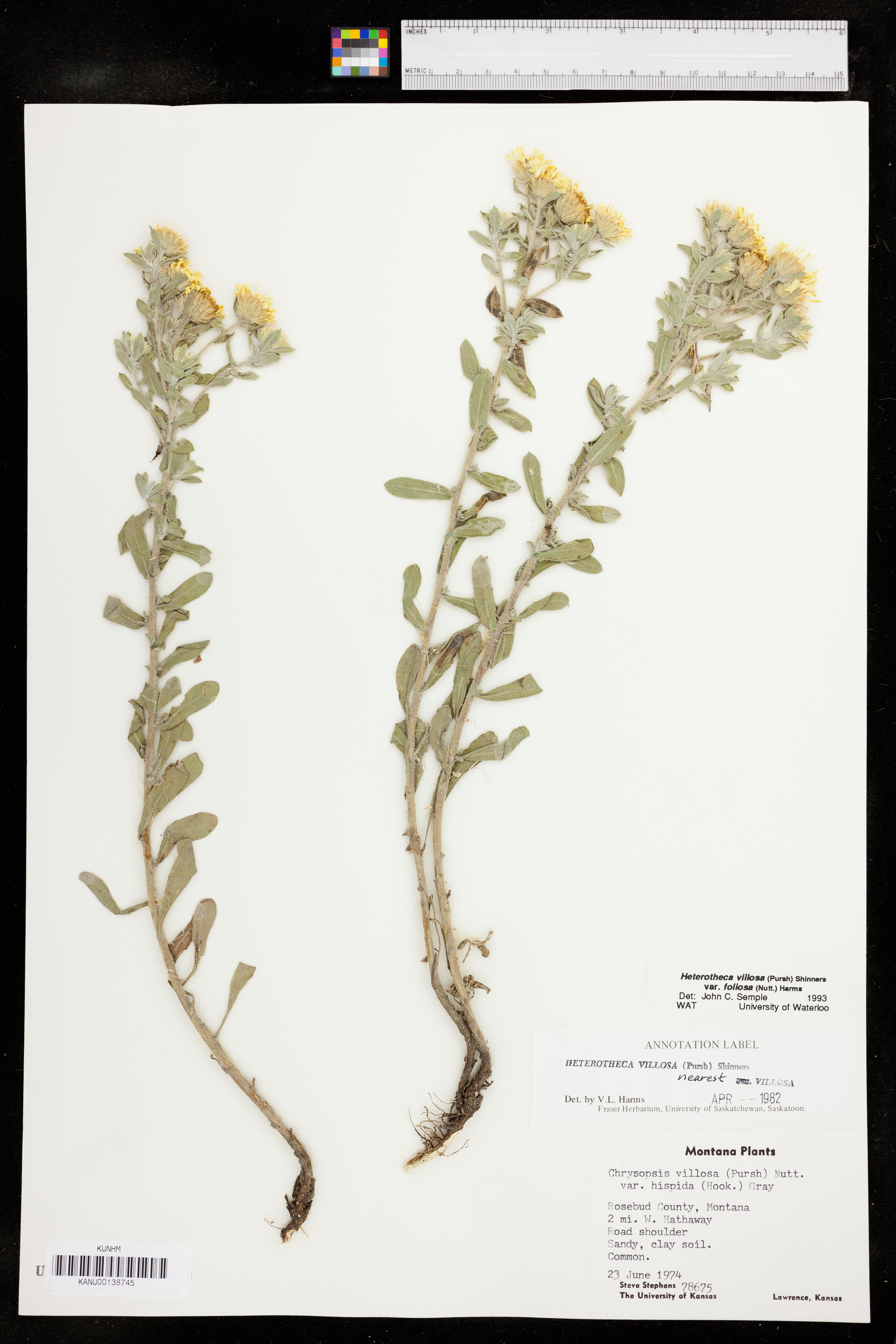 Heterotheca villosa var. foliosa image