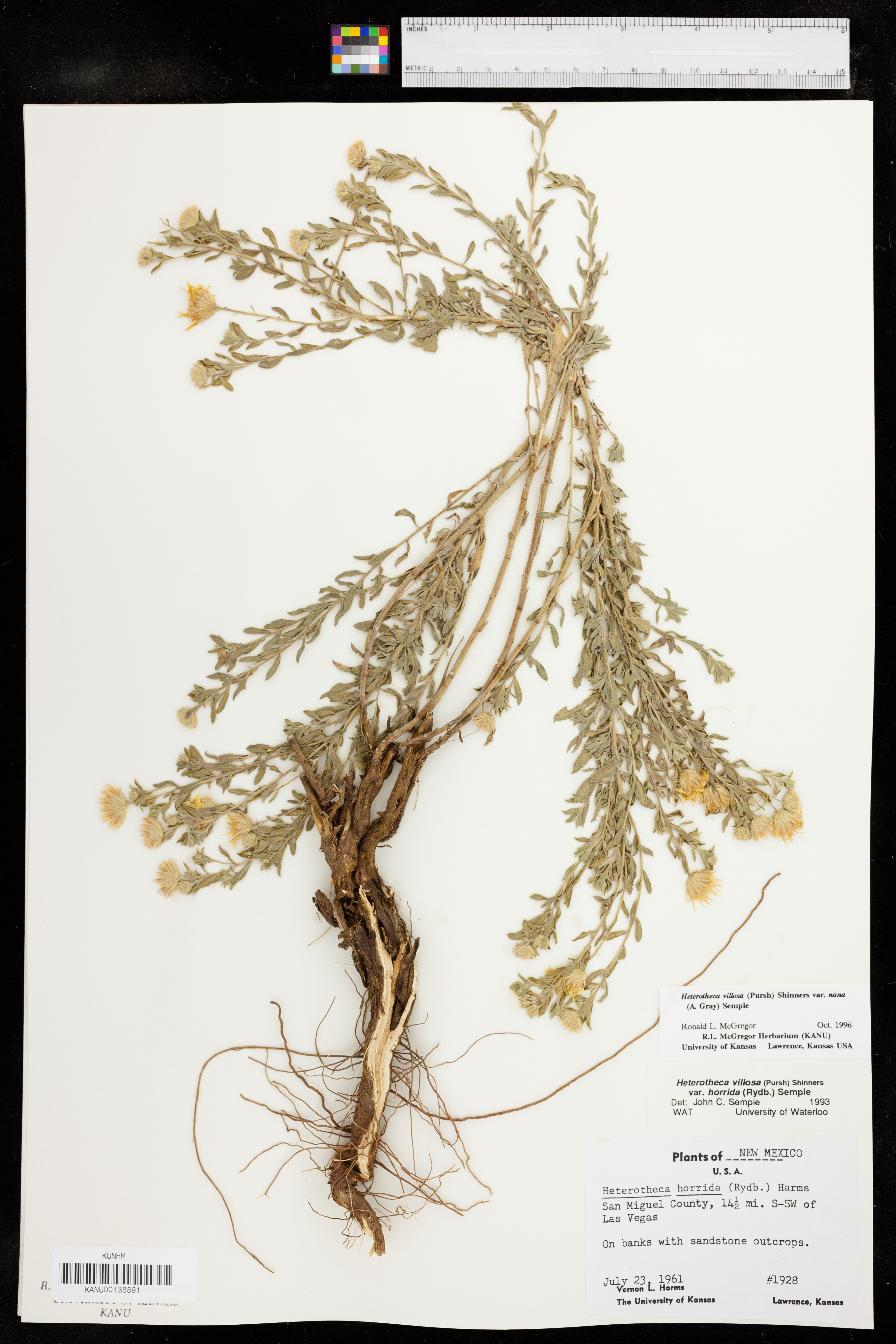 Heterotheca villosa var. nana image