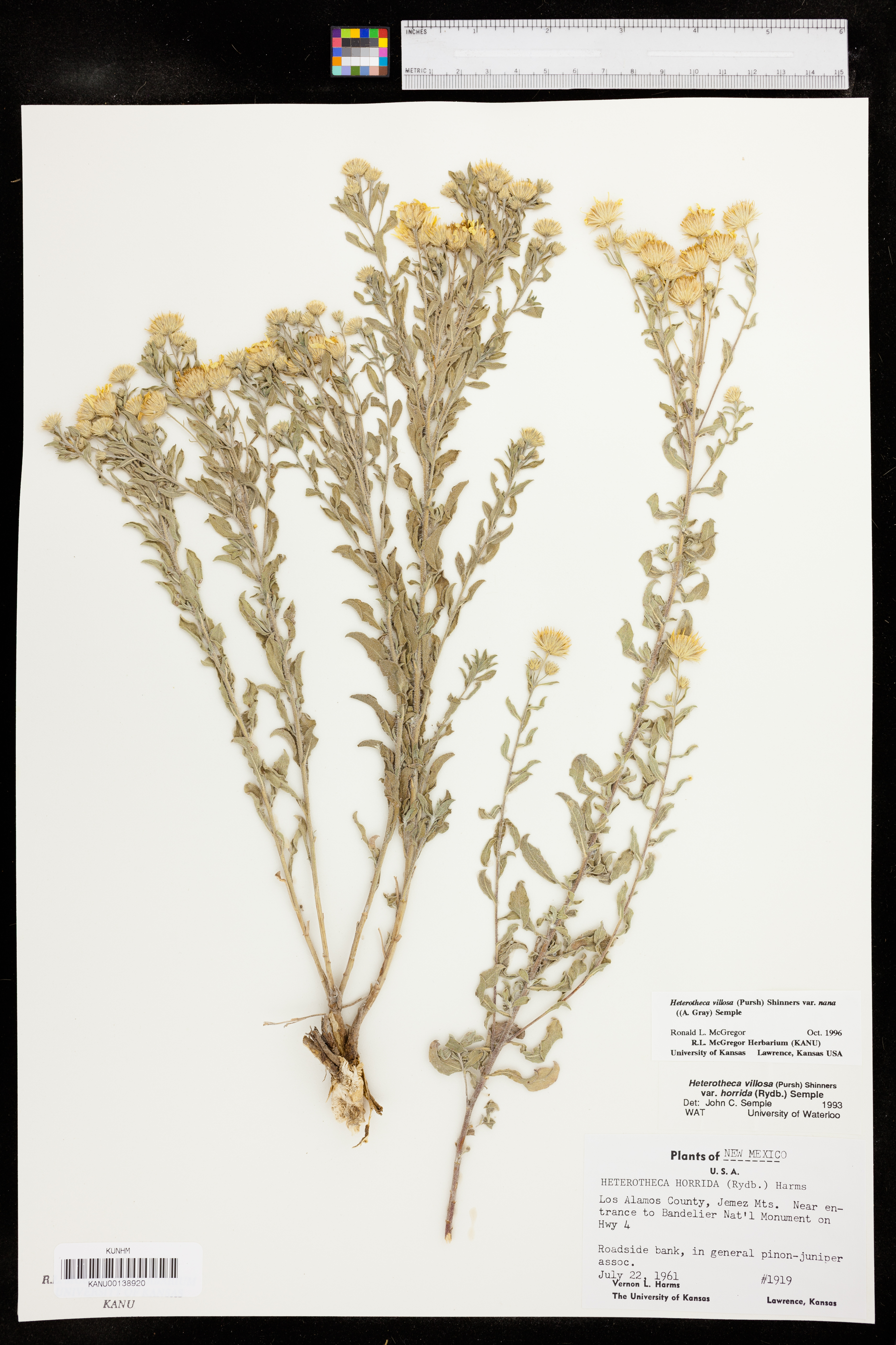 Heterotheca villosa var. nana image