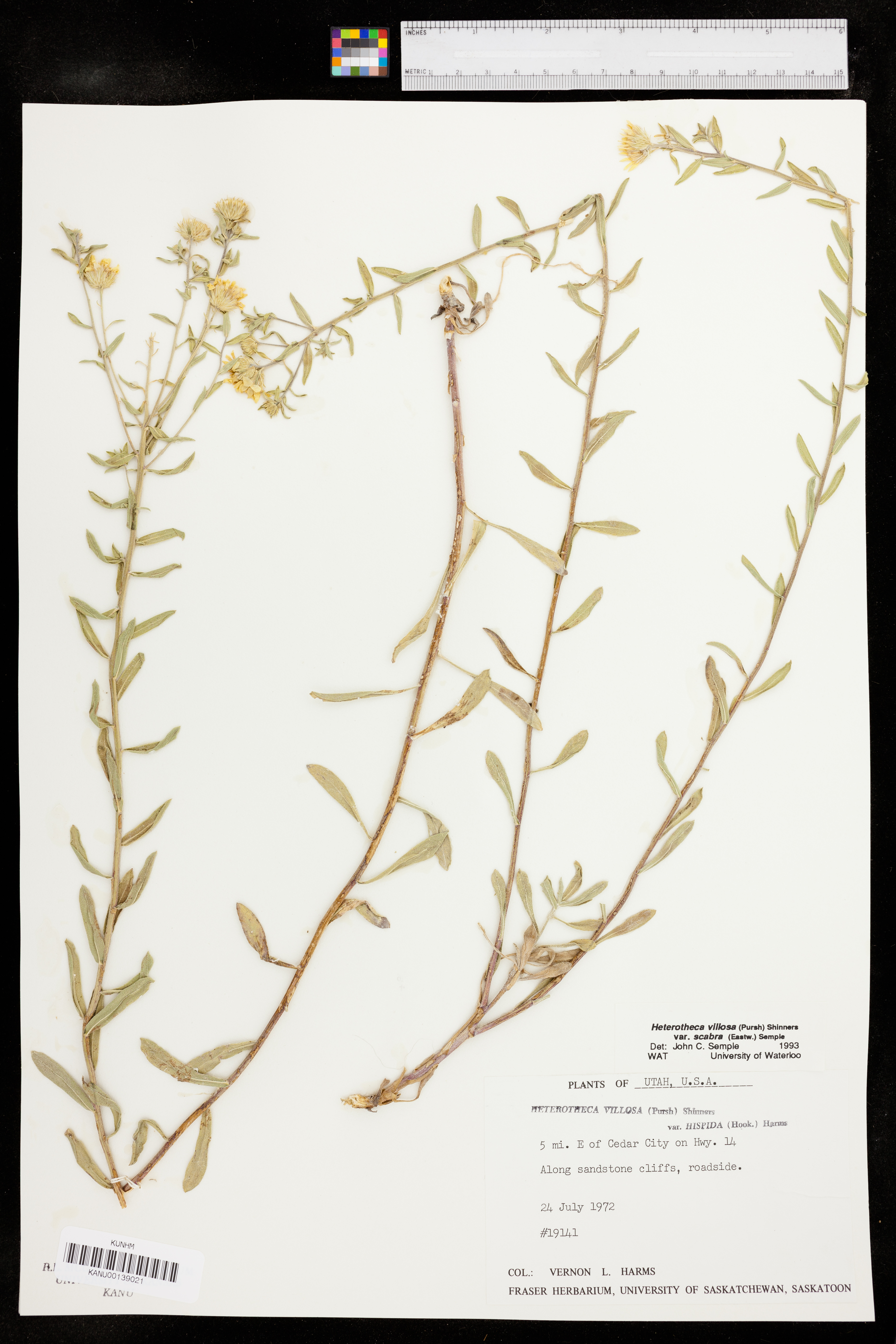 Heterotheca villosa var. scabra image