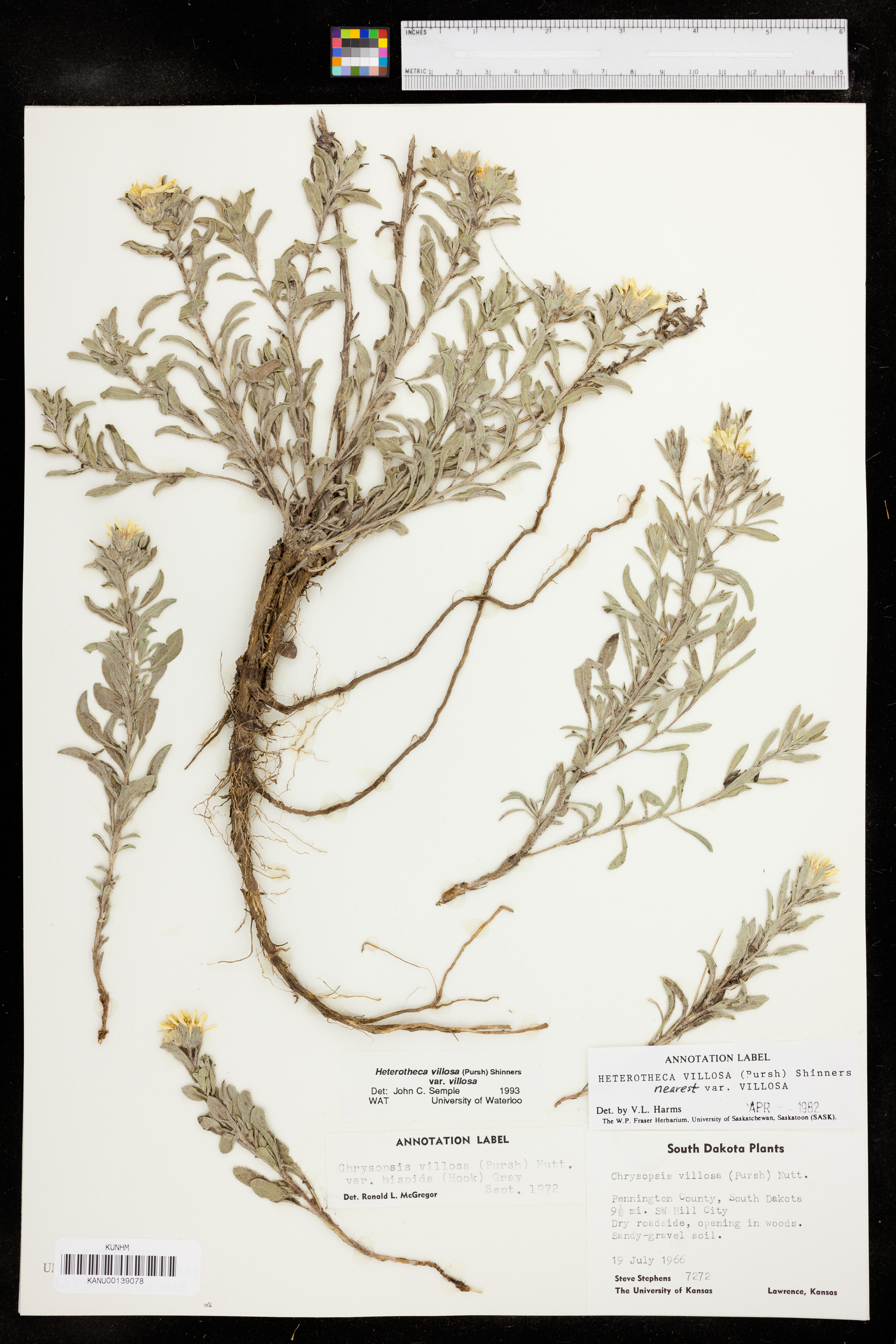 Heterotheca villosa var. villosa image